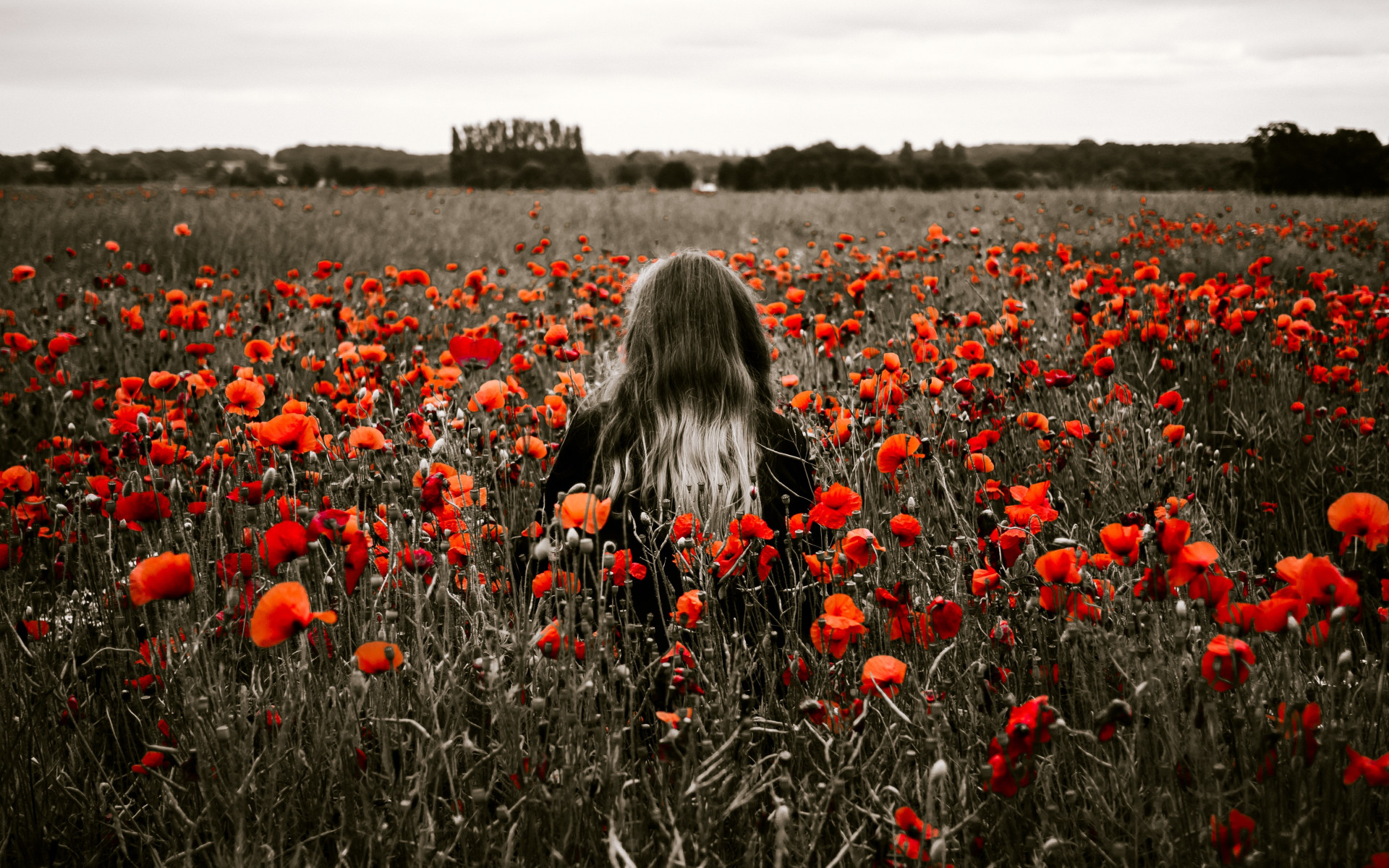 Girl in the field with red poppies wallpaper 1920x1200