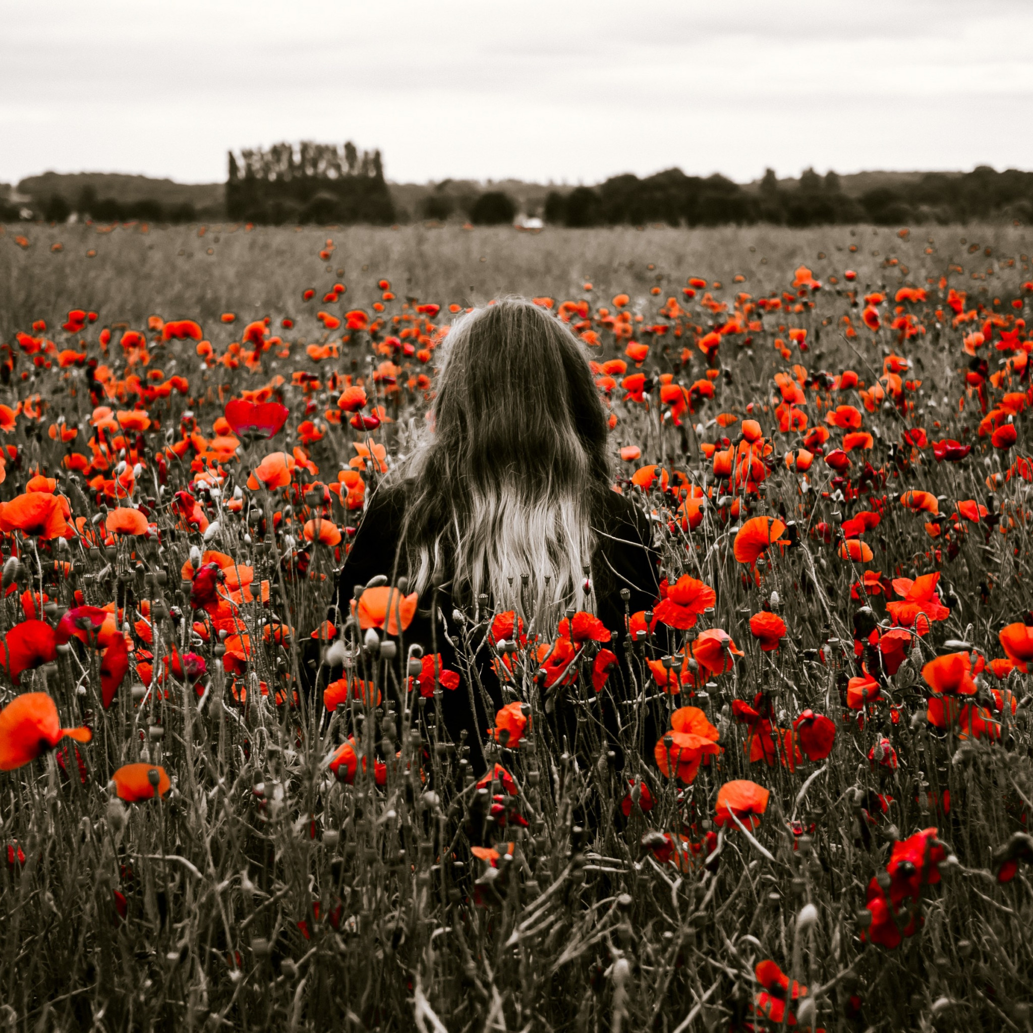 Girl in the field with red poppies wallpaper 2048x2048