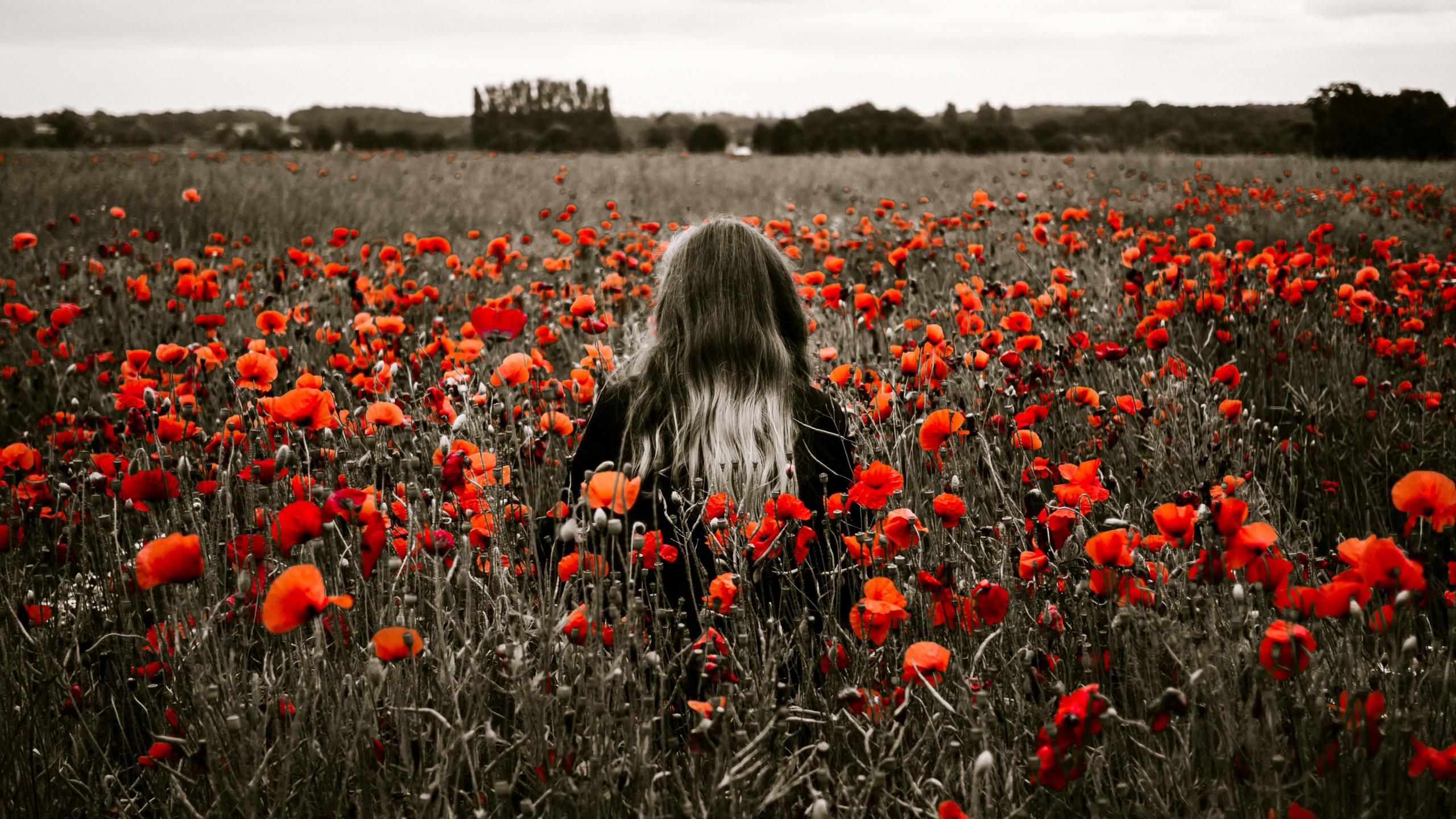 Girl in the field with red poppies wallpaper 2560x1440