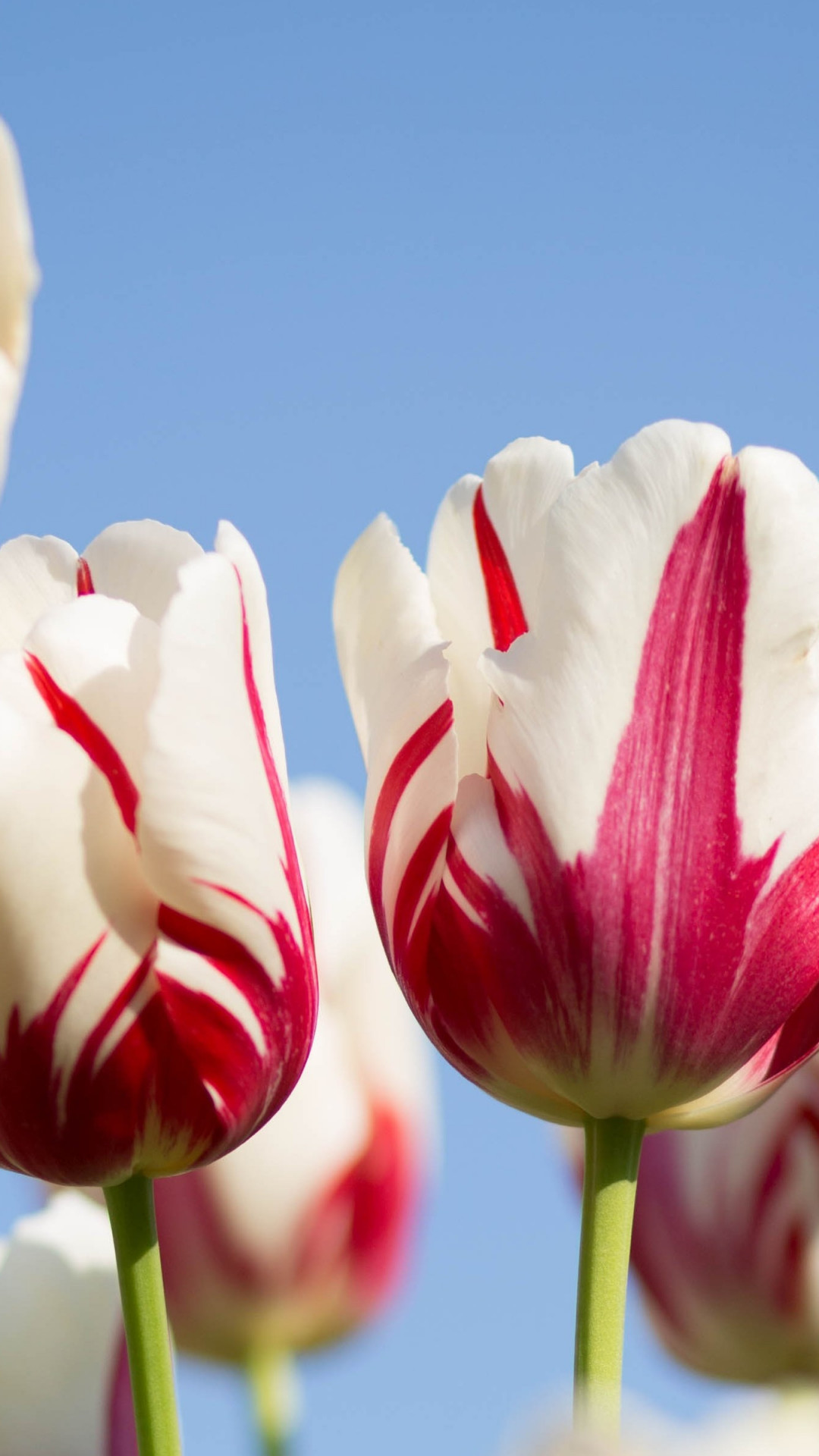 Red white tulips wallpaper 1080x1920