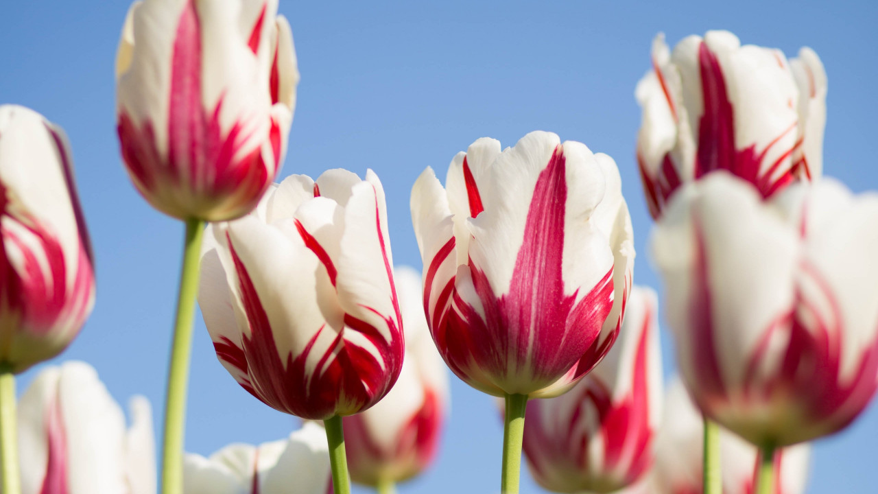 Red white tulips wallpaper 1280x720