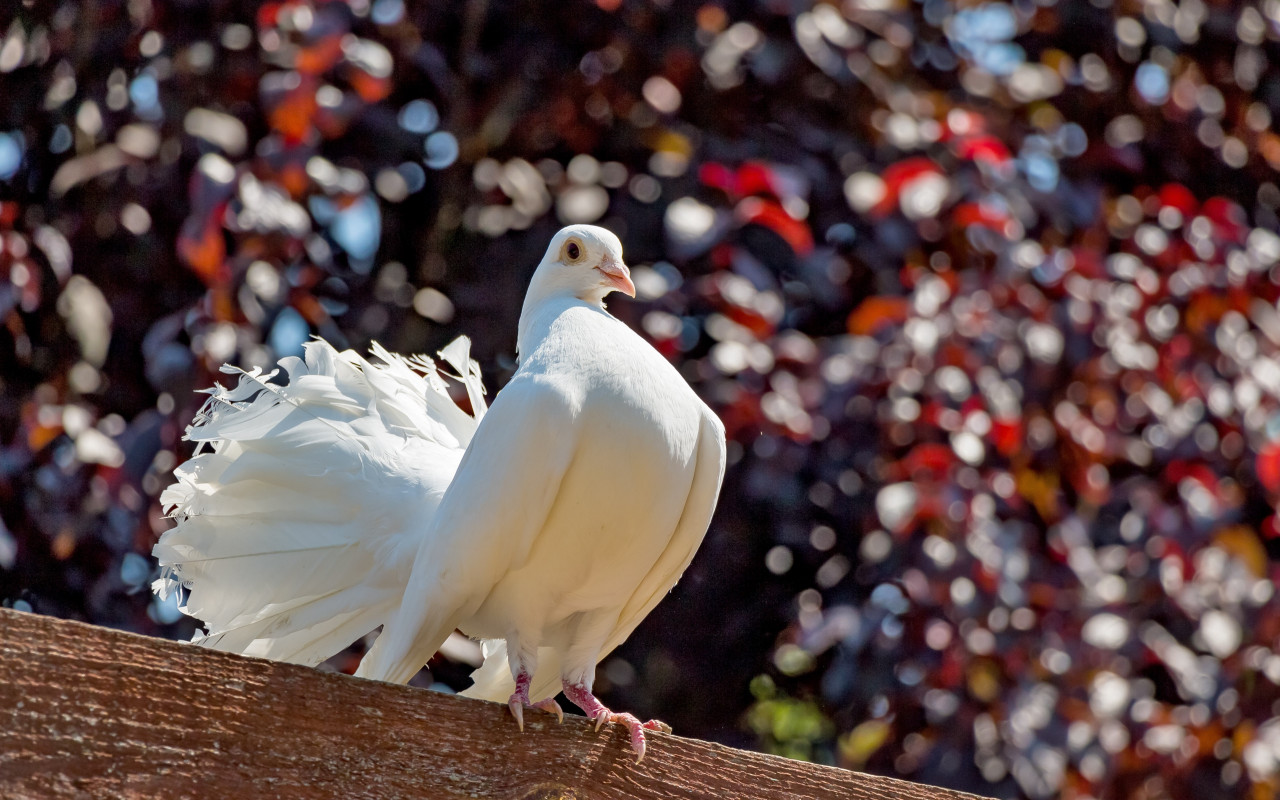 White pigeon wallpaper 1280x800