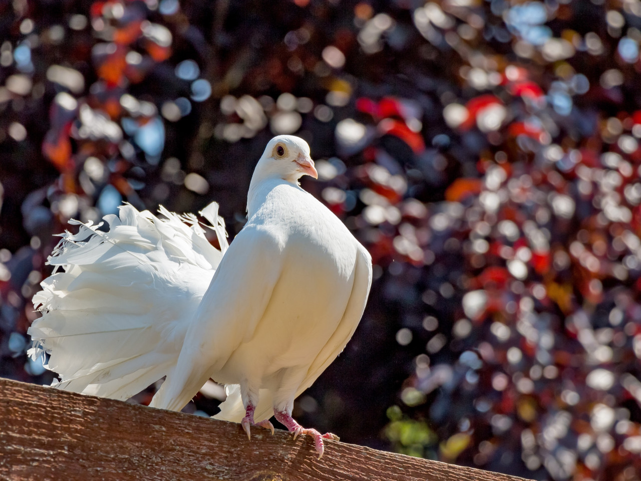 White pigeon wallpaper 1280x960