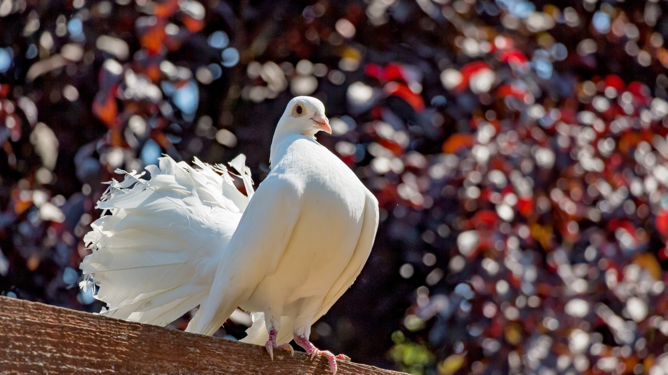 White pigeon wallpaper 1366x768