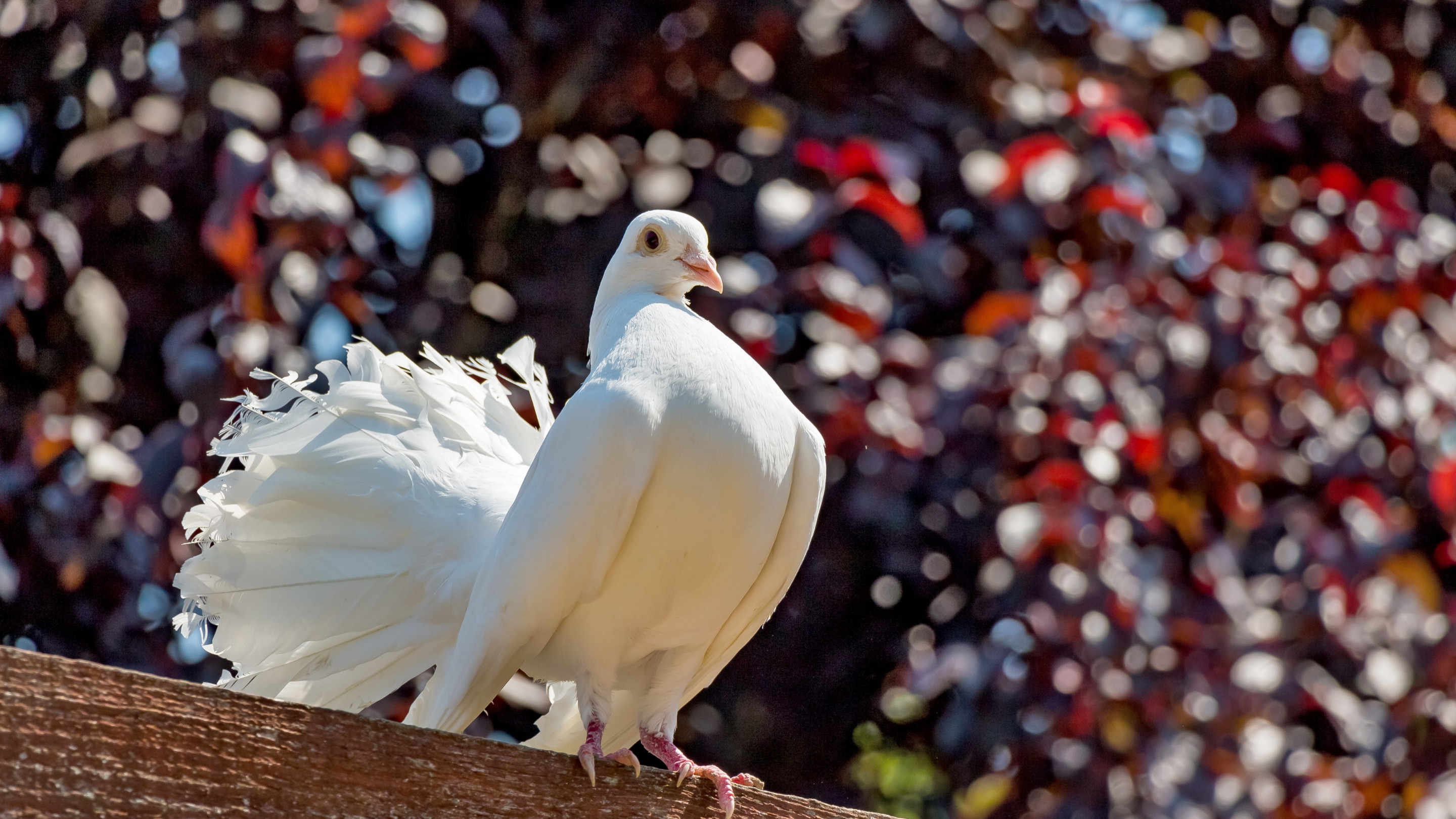 White pigeon wallpaper 2880x1620