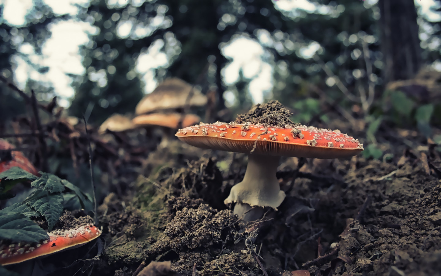 Wild mushrooms wallpaper 1440x900