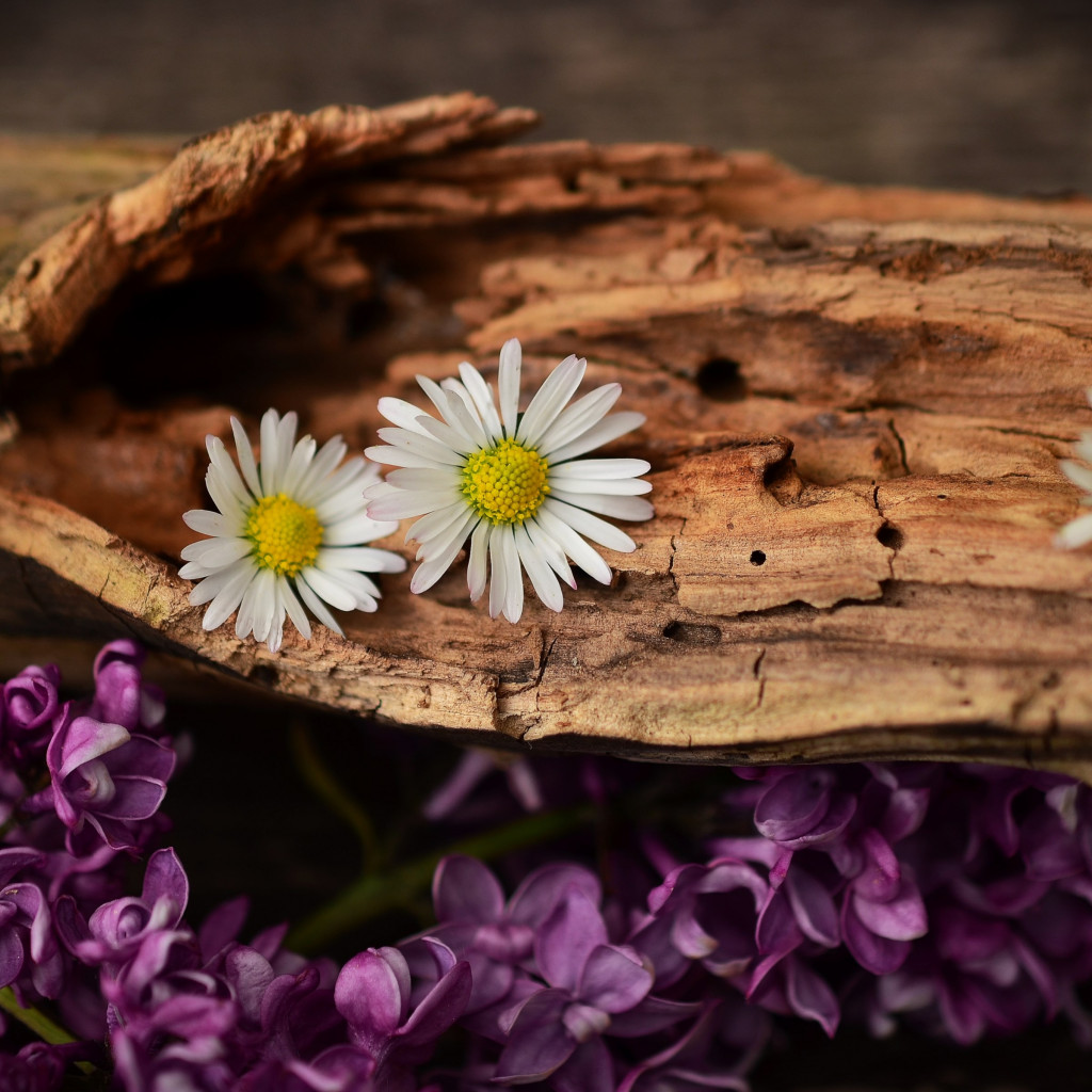 Old wood, lilac and daisy flowers wallpaper 1024x1024