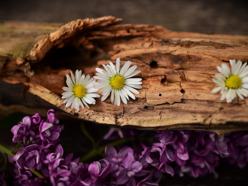 Old wood, lilac and daisy flowers wallpaper 1024x768