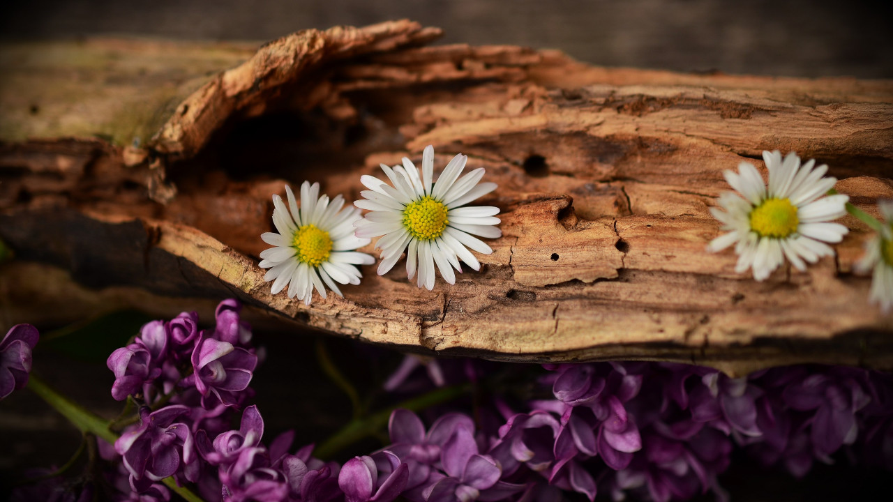 Old wood, lilac and daisy flowers wallpaper 1280x720