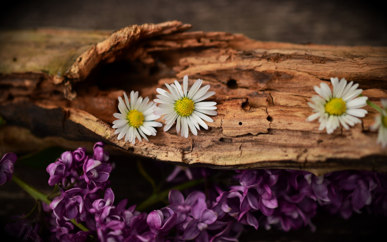 Old wood, lilac and daisy flowers wallpaper 1280x800