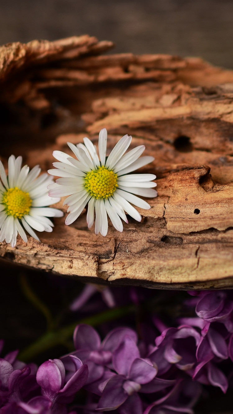 Old wood, lilac and daisy flowers wallpaper 750x1334