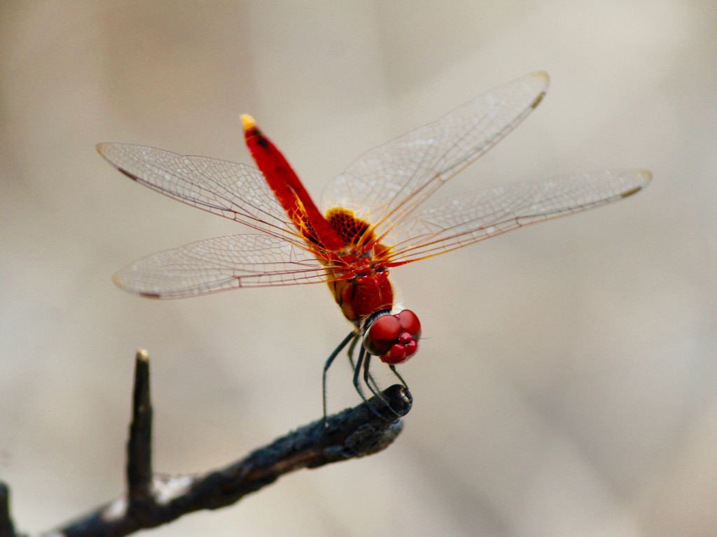 Red dragonfly wallpaper 1024x768