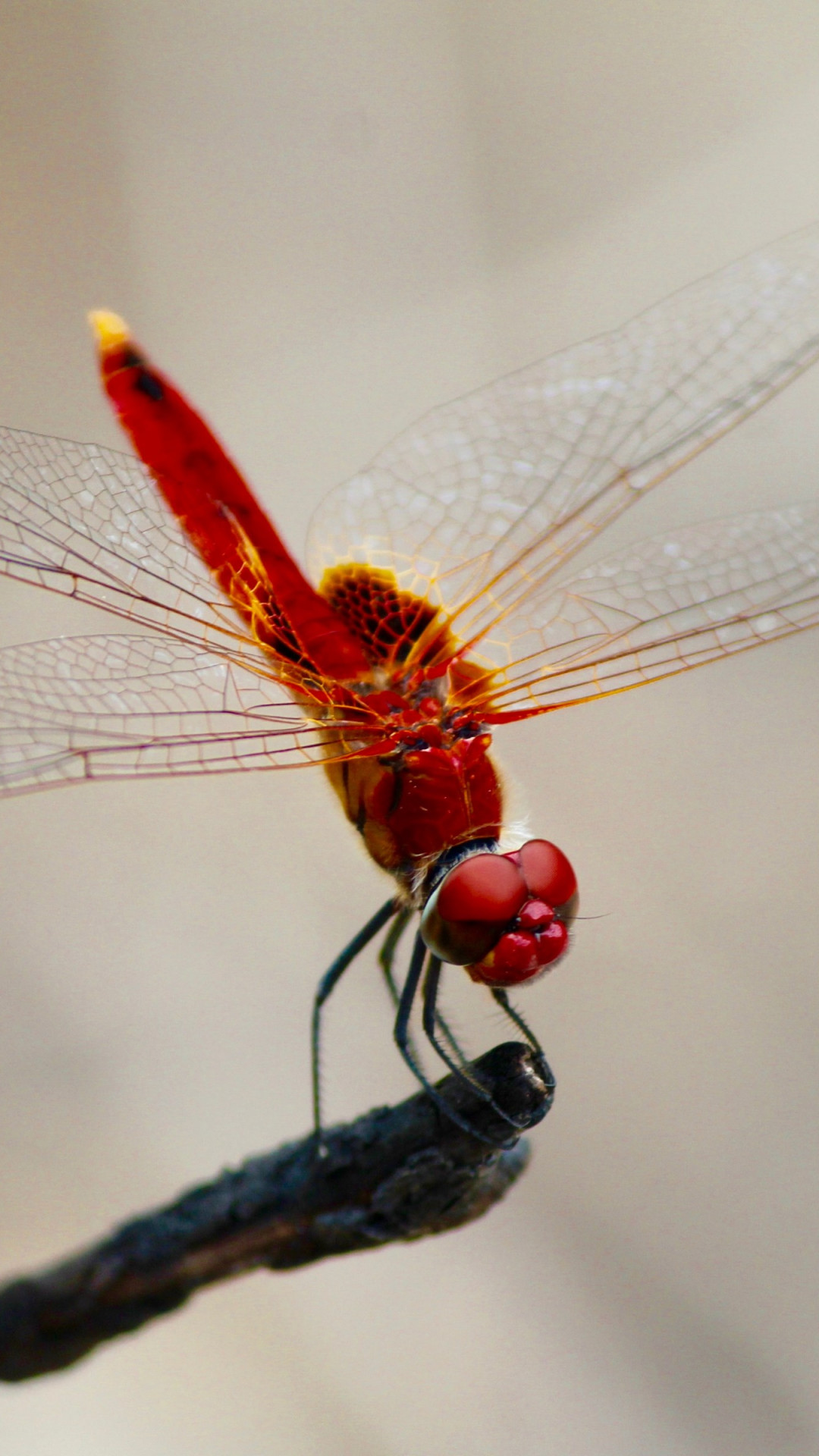 Red dragonfly wallpaper 1080x1920