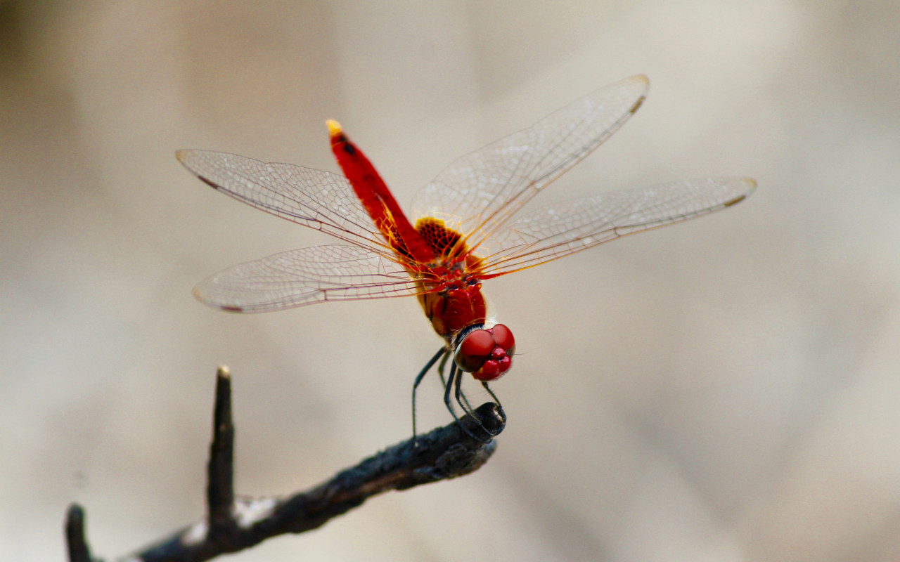Red dragonfly wallpaper 1280x800