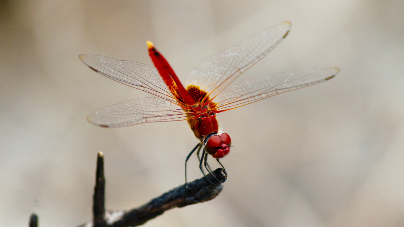 Download wallpaper: Red dragonfly 1366x768