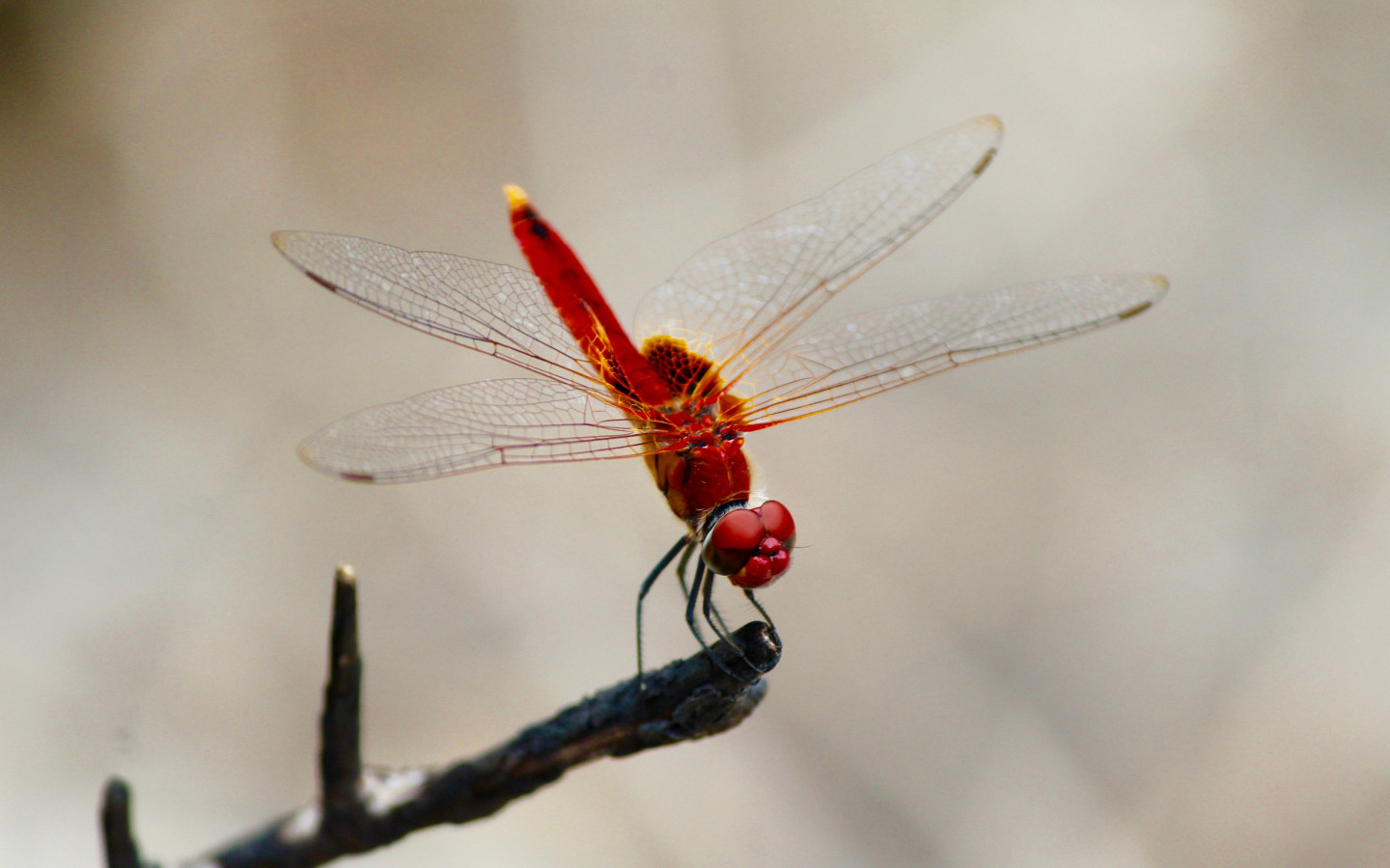 Red dragonfly wallpaper 1440x900