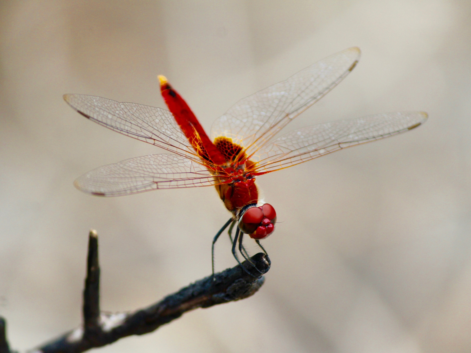 Red dragonfly wallpaper 1600x1200