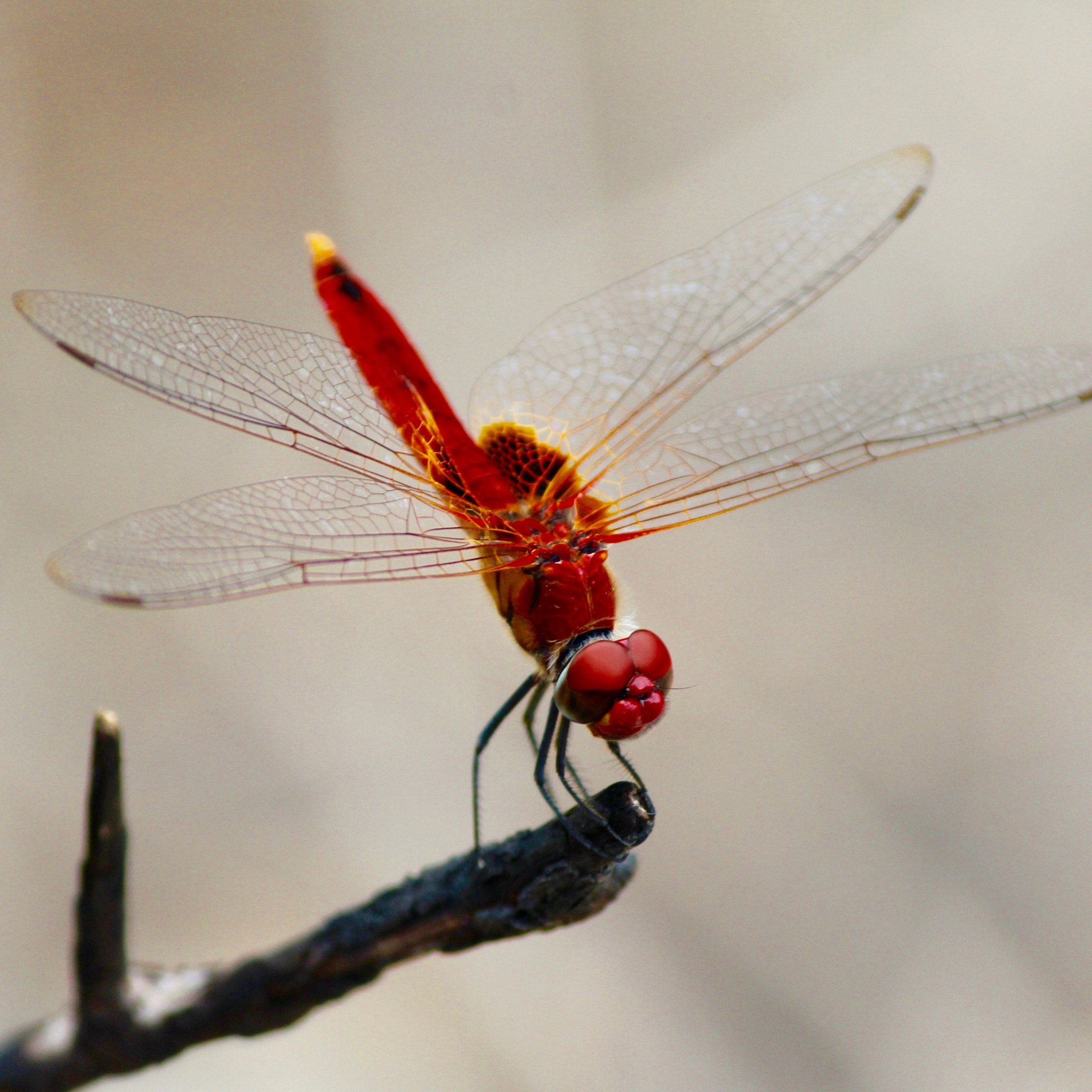 Red dragonfly wallpaper 2224x2224