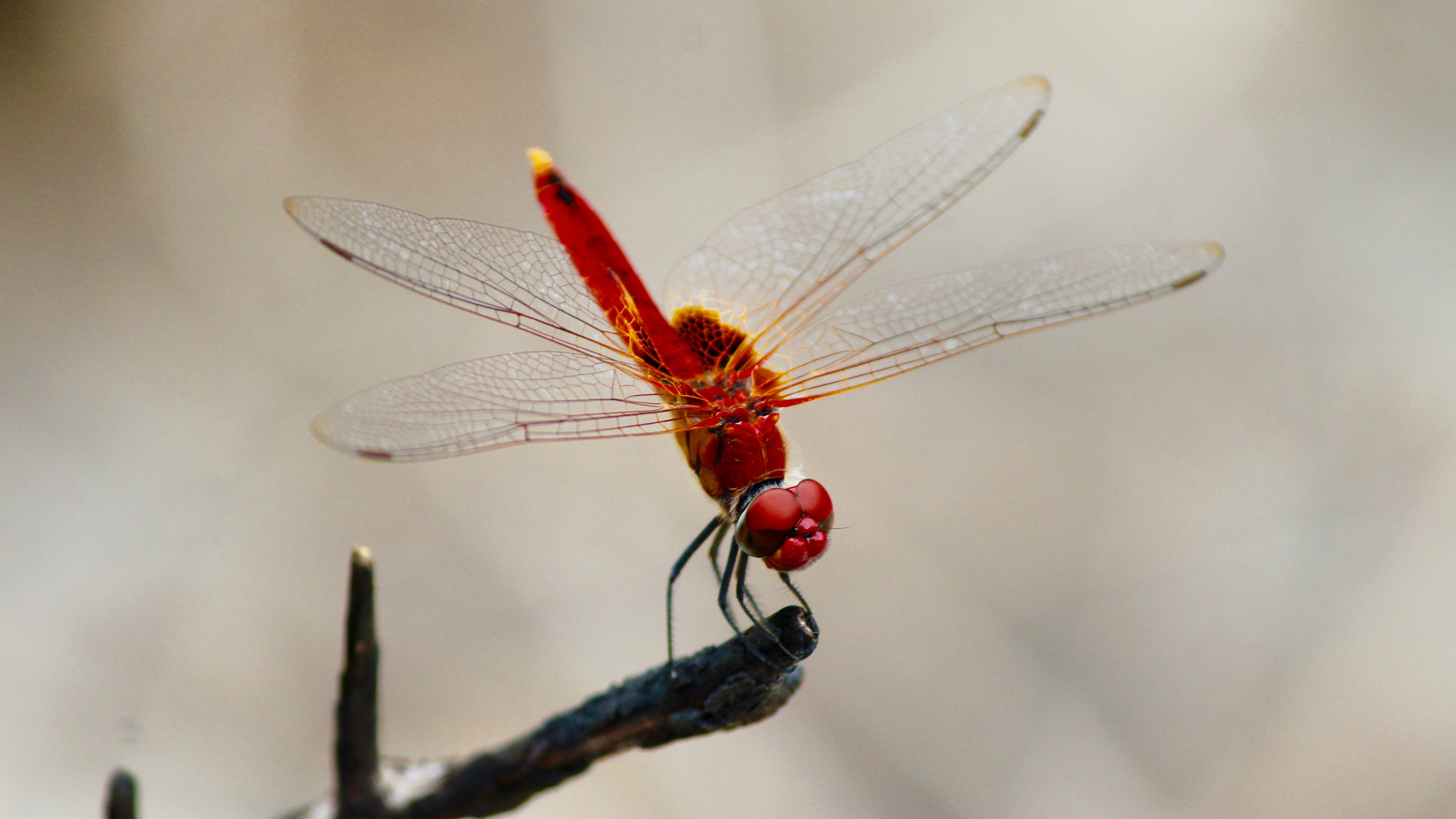 Red dragonfly wallpaper 3840x2160