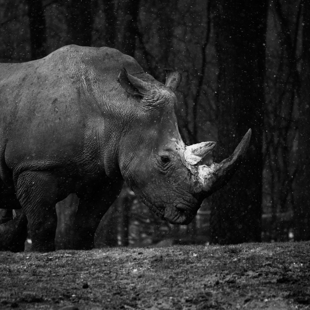 Rhino at zoo wallpaper 1024x1024
