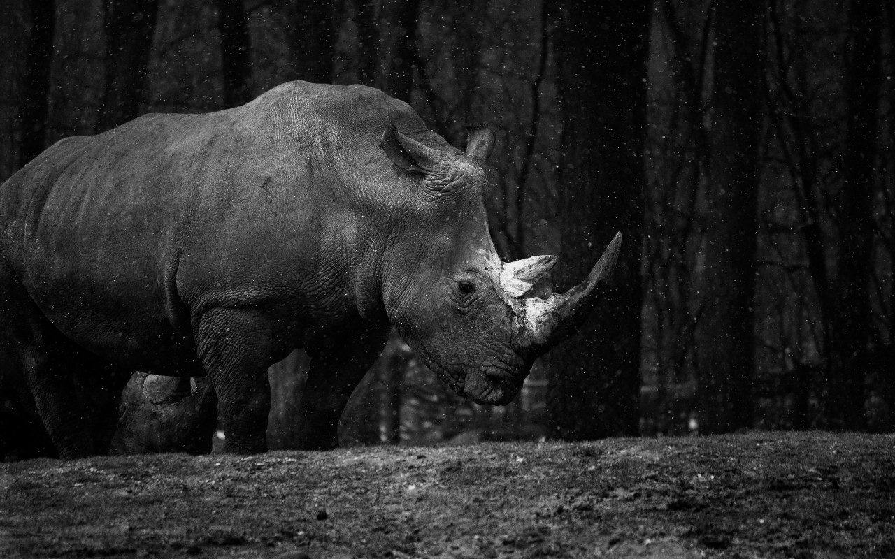 Rhino at zoo wallpaper 1280x800