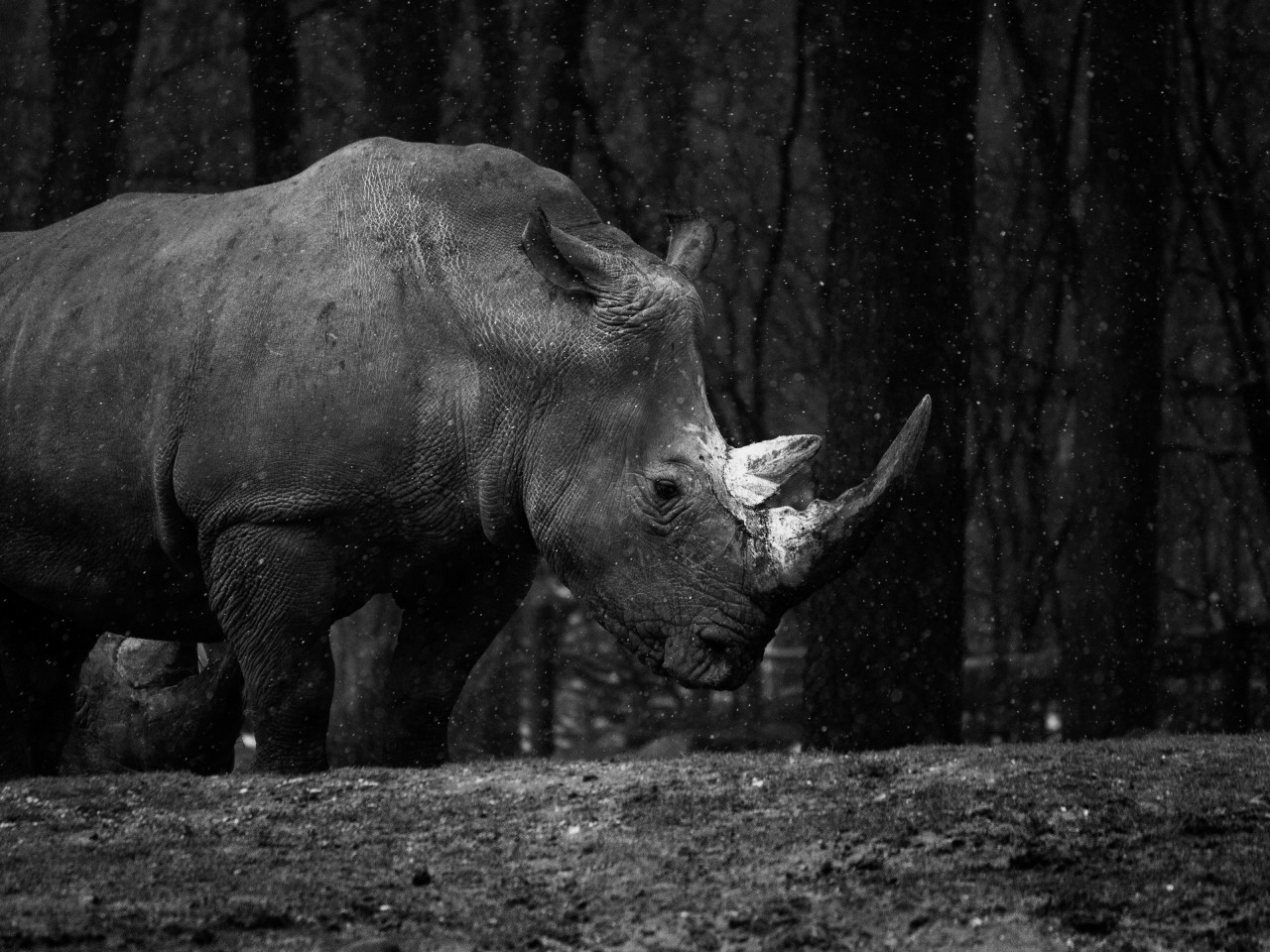 Rhino at zoo wallpaper 1280x960