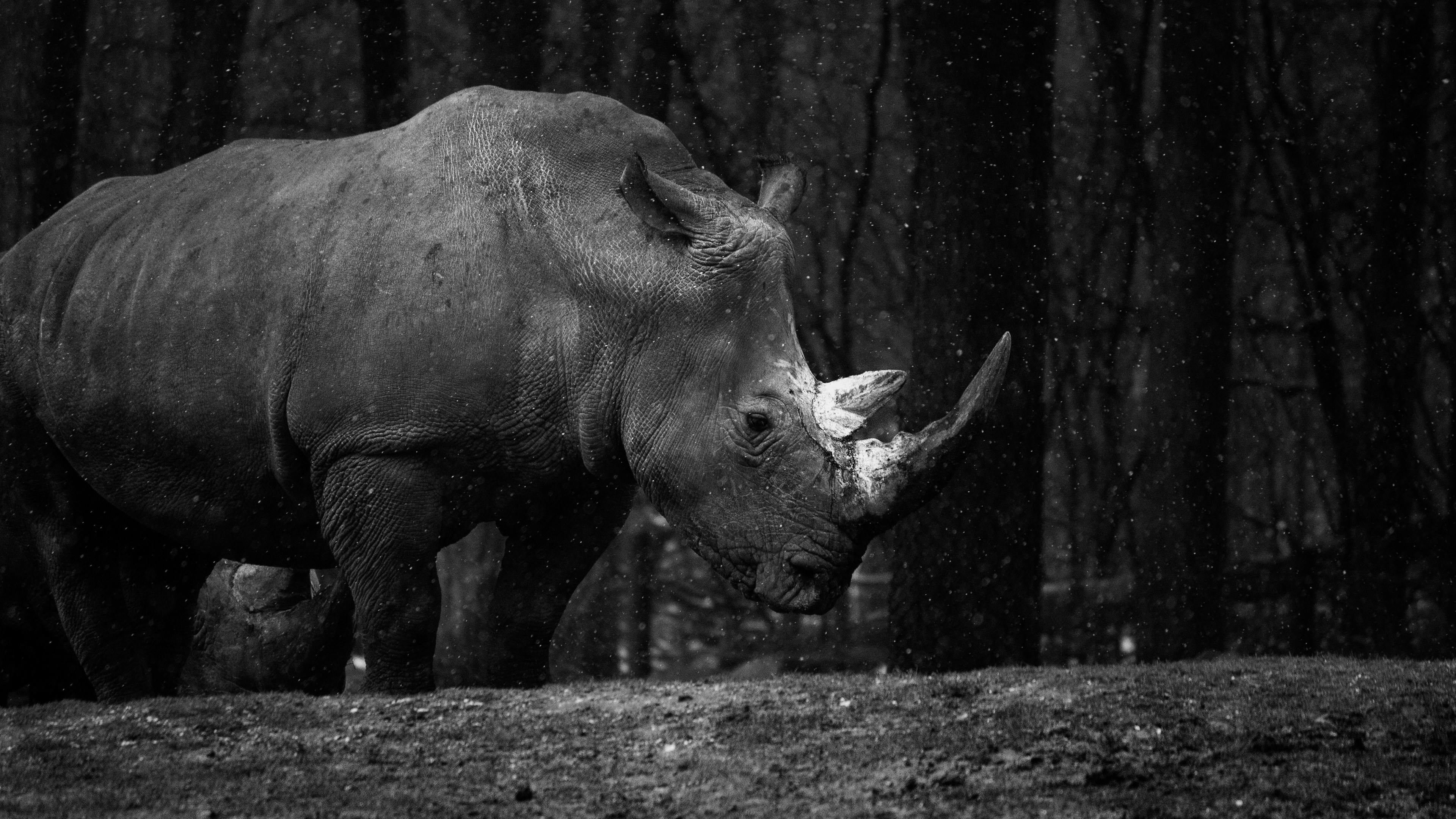 Rhino at zoo wallpaper 3840x2160