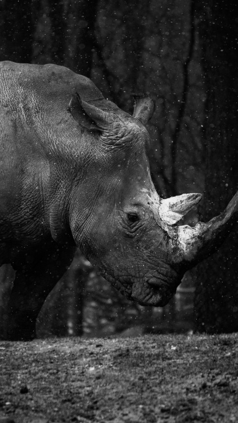 Rhino at zoo wallpaper 480x854