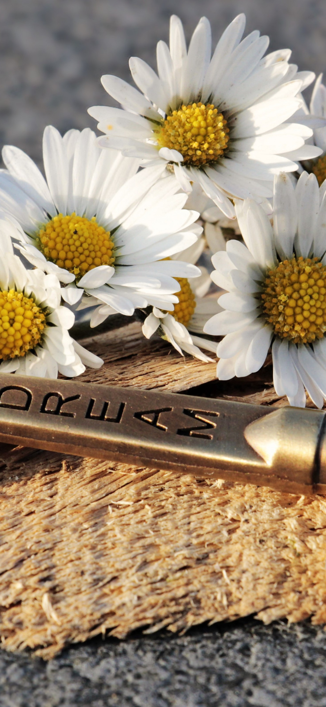 The dreams key and daisy flowers wallpaper 1125x2436