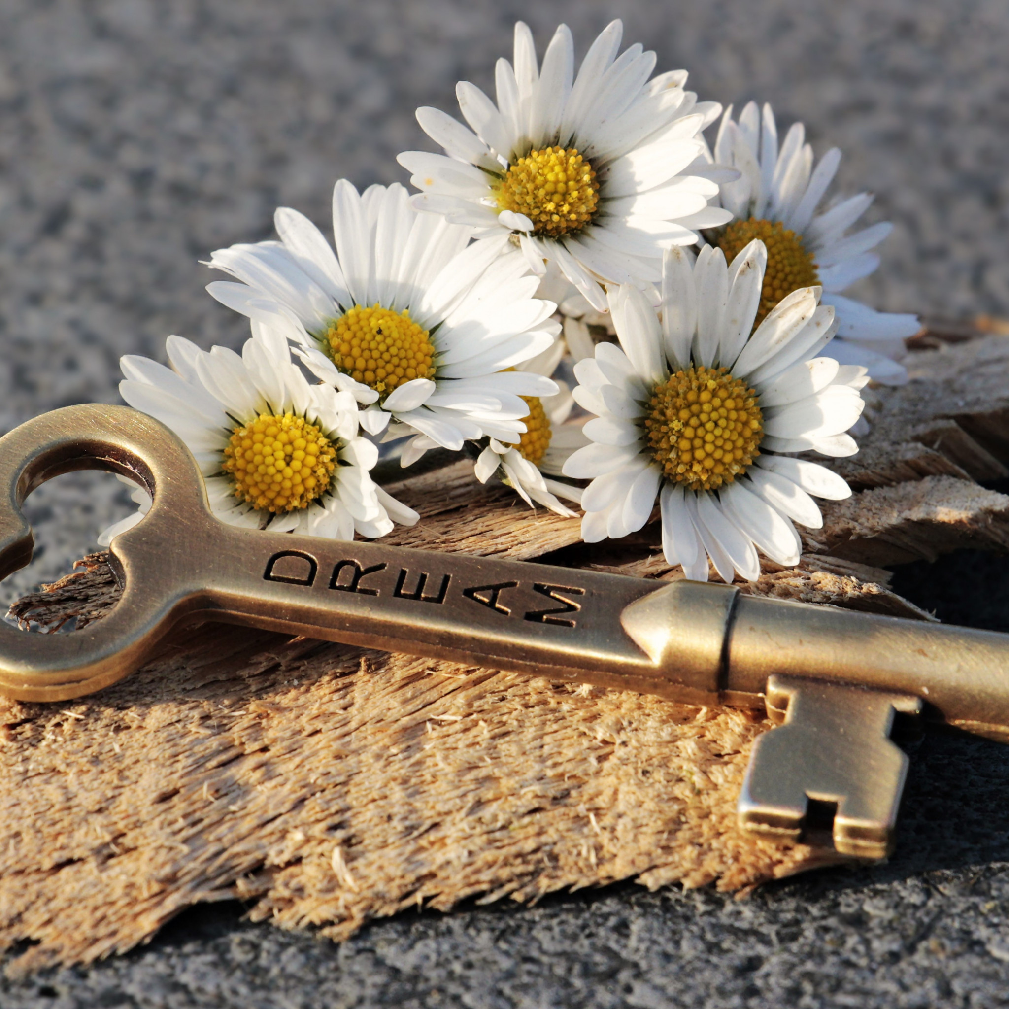 The dreams key and daisy flowers wallpaper 2048x2048