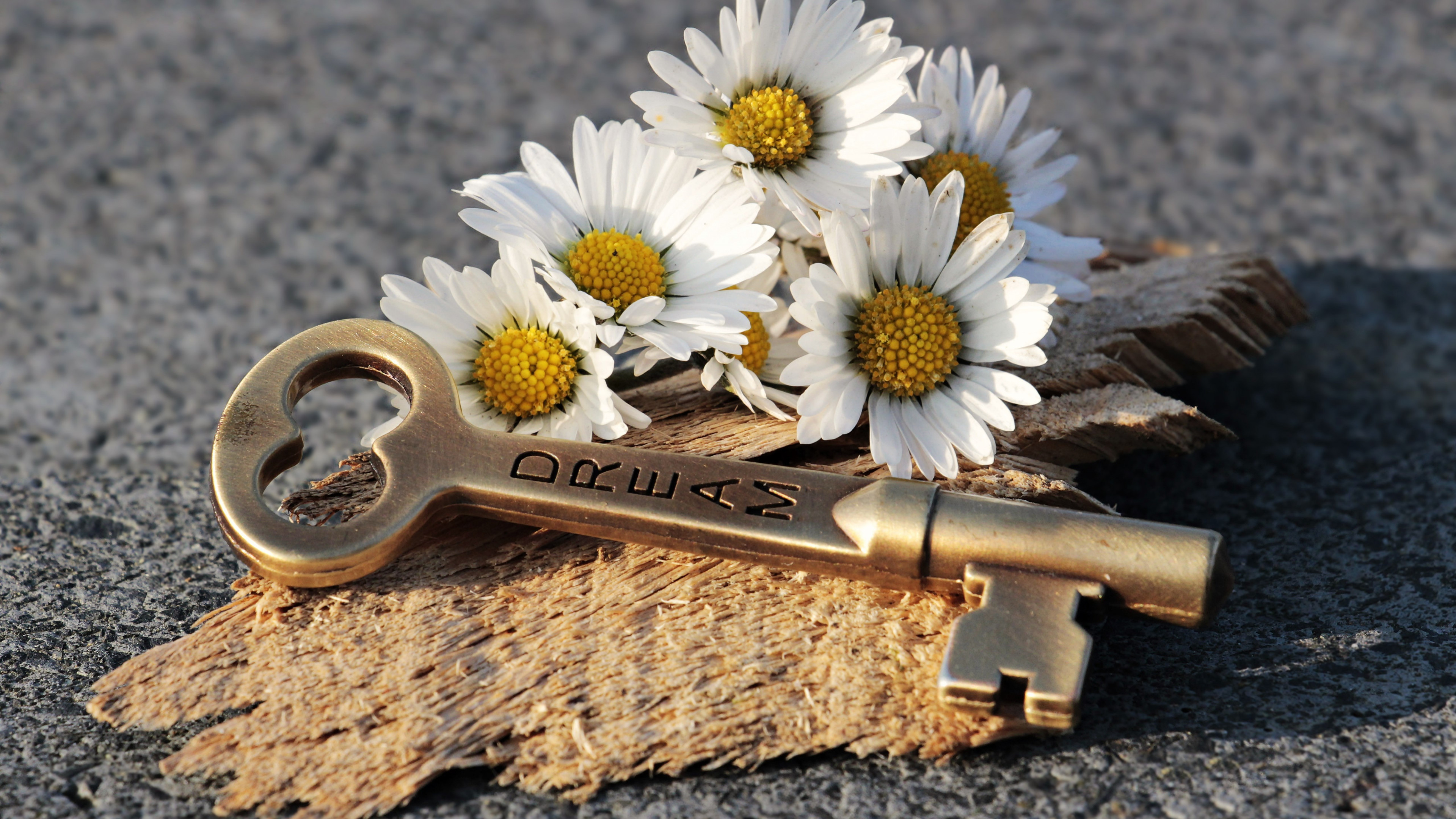 The dreams key and daisy flowers wallpaper 3840x2160