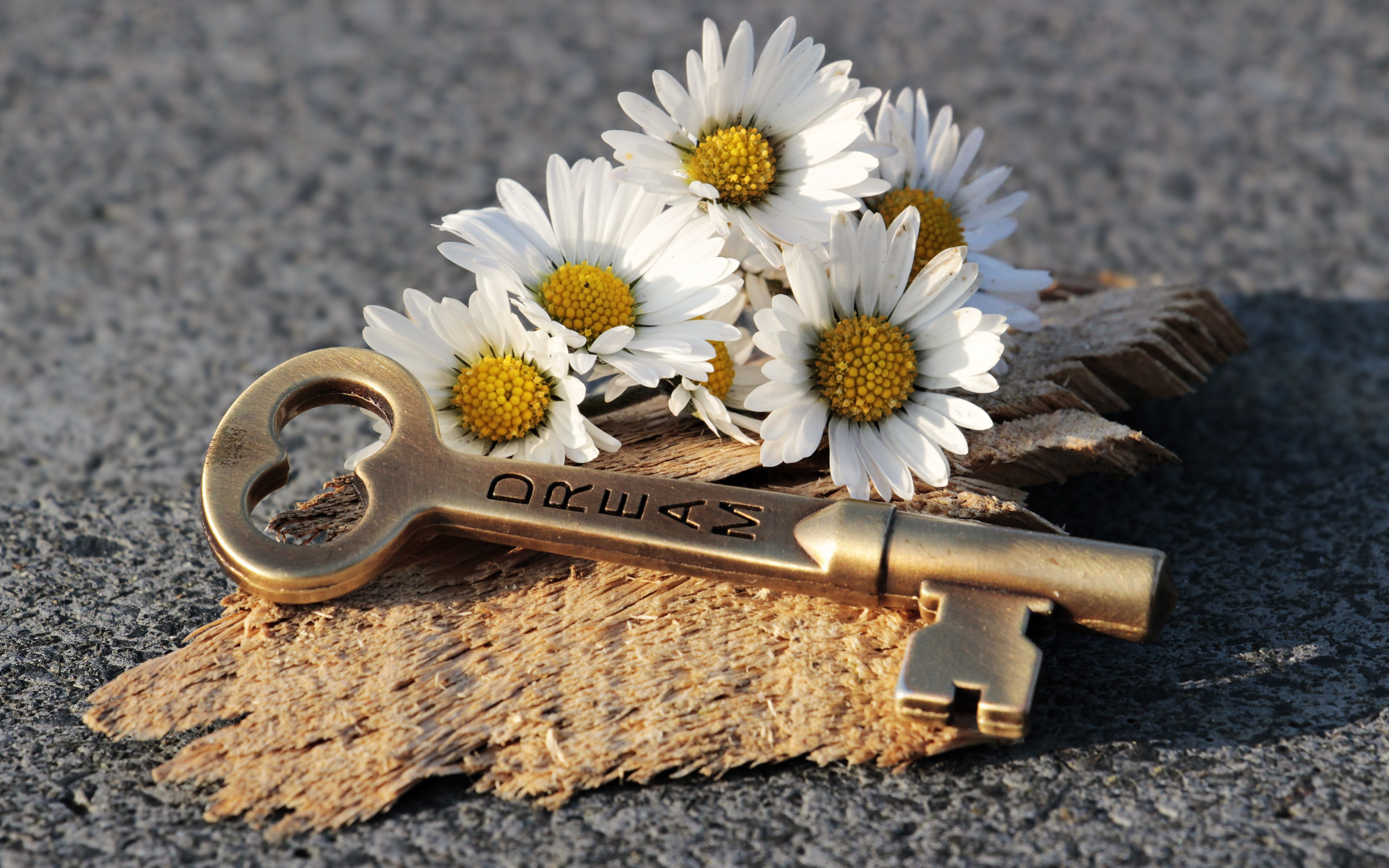 The dreams key and daisy flowers wallpaper 3840x2400