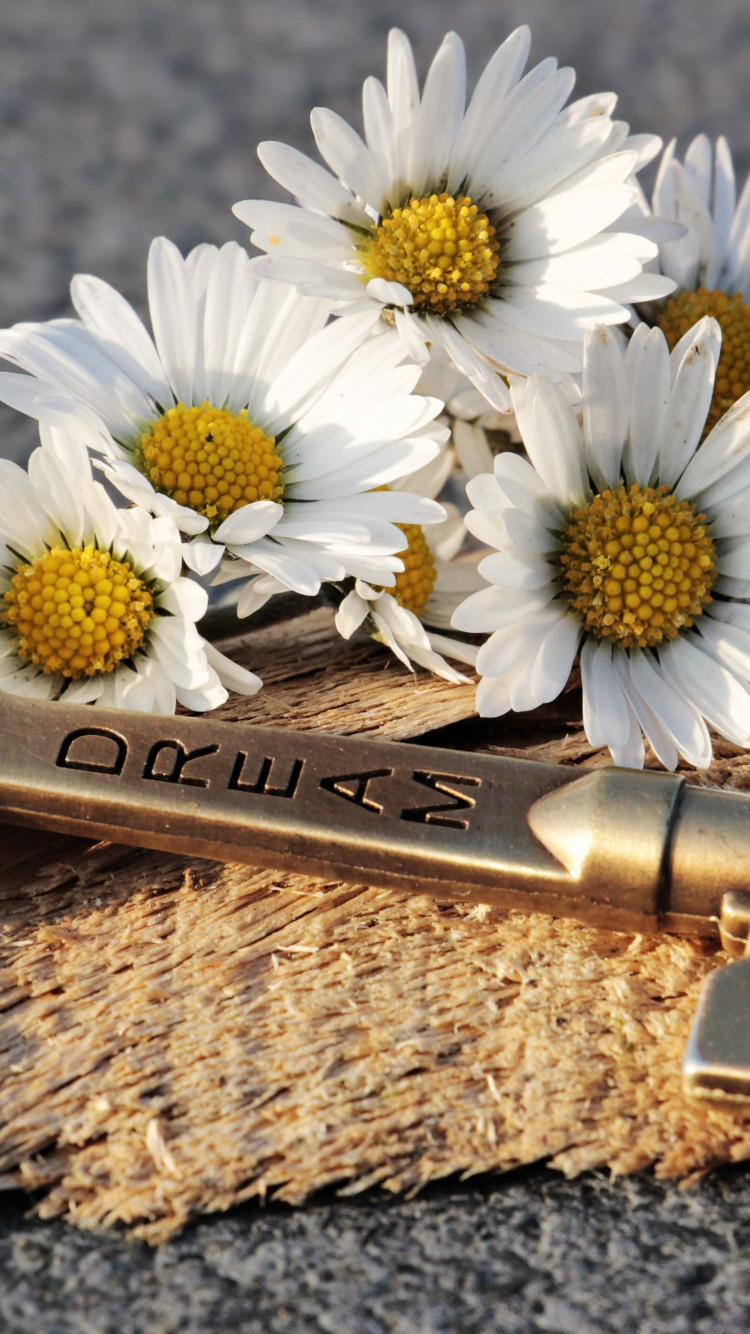 The dreams key and daisy flowers wallpaper 750x1334