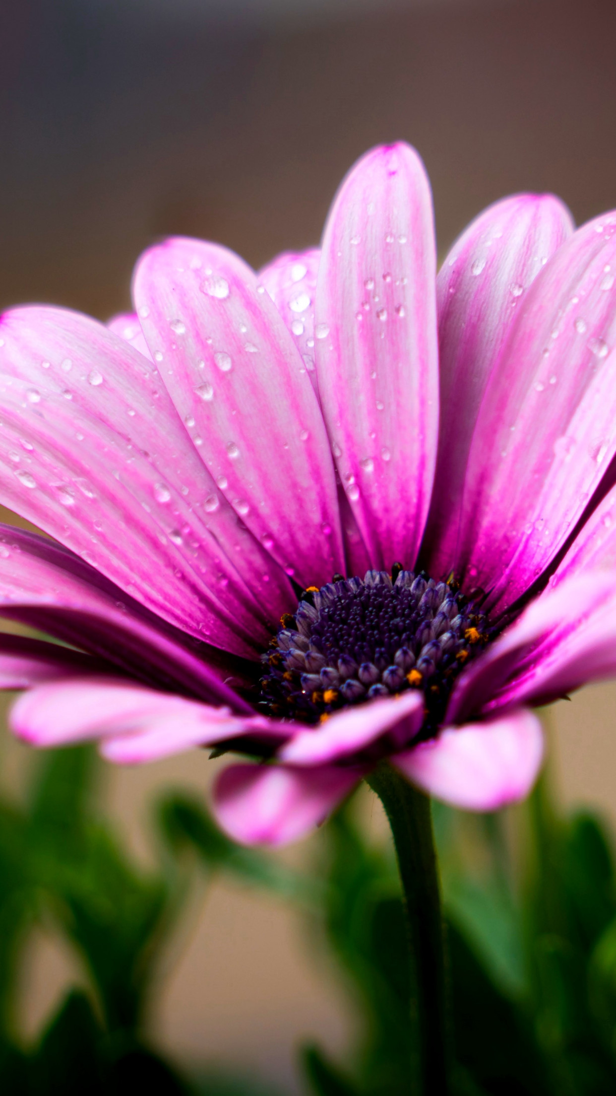 Dew on the flower petals wallpaper 1242x2208