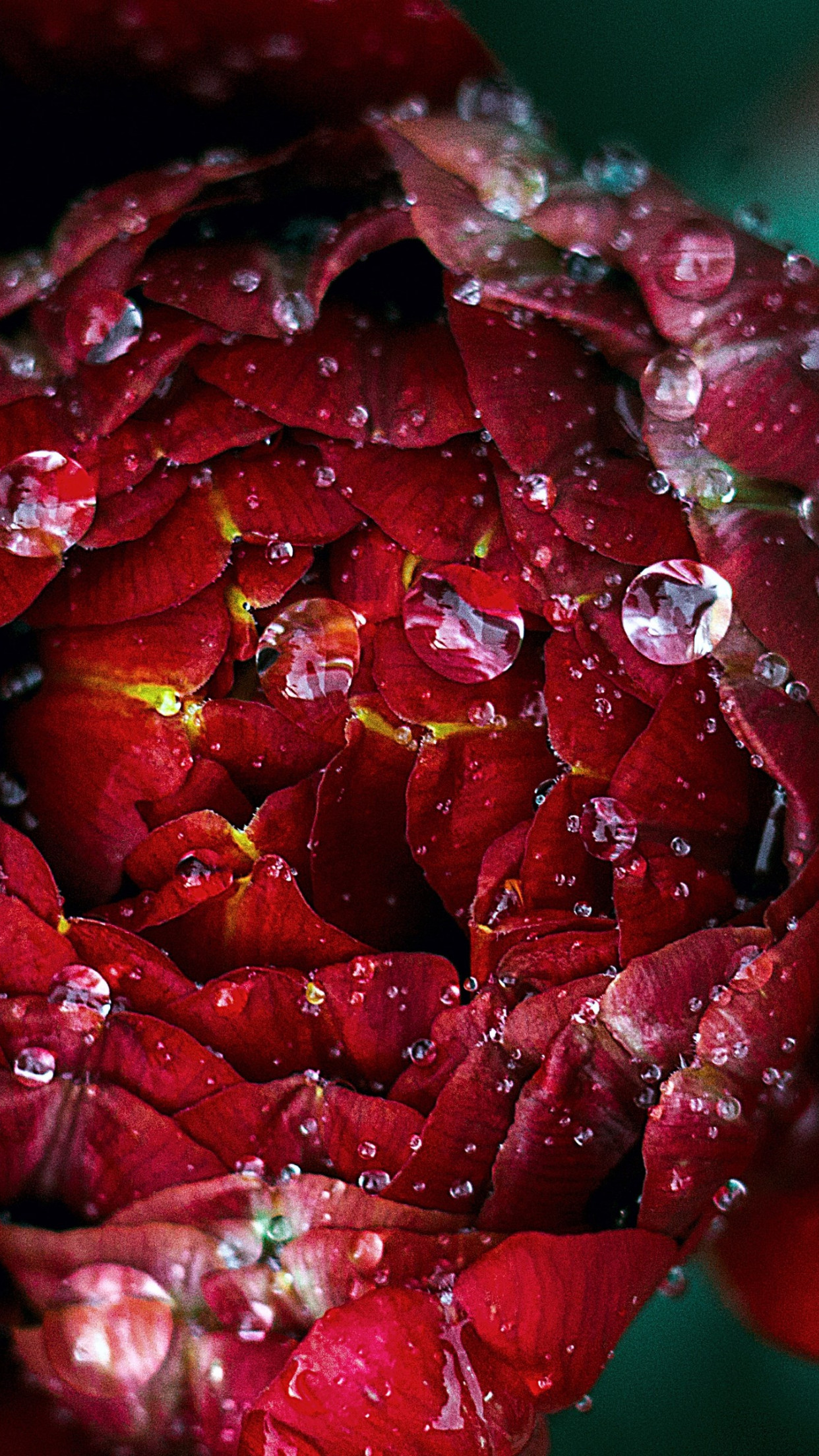 Droplets on flower petals wallpaper 1242x2208