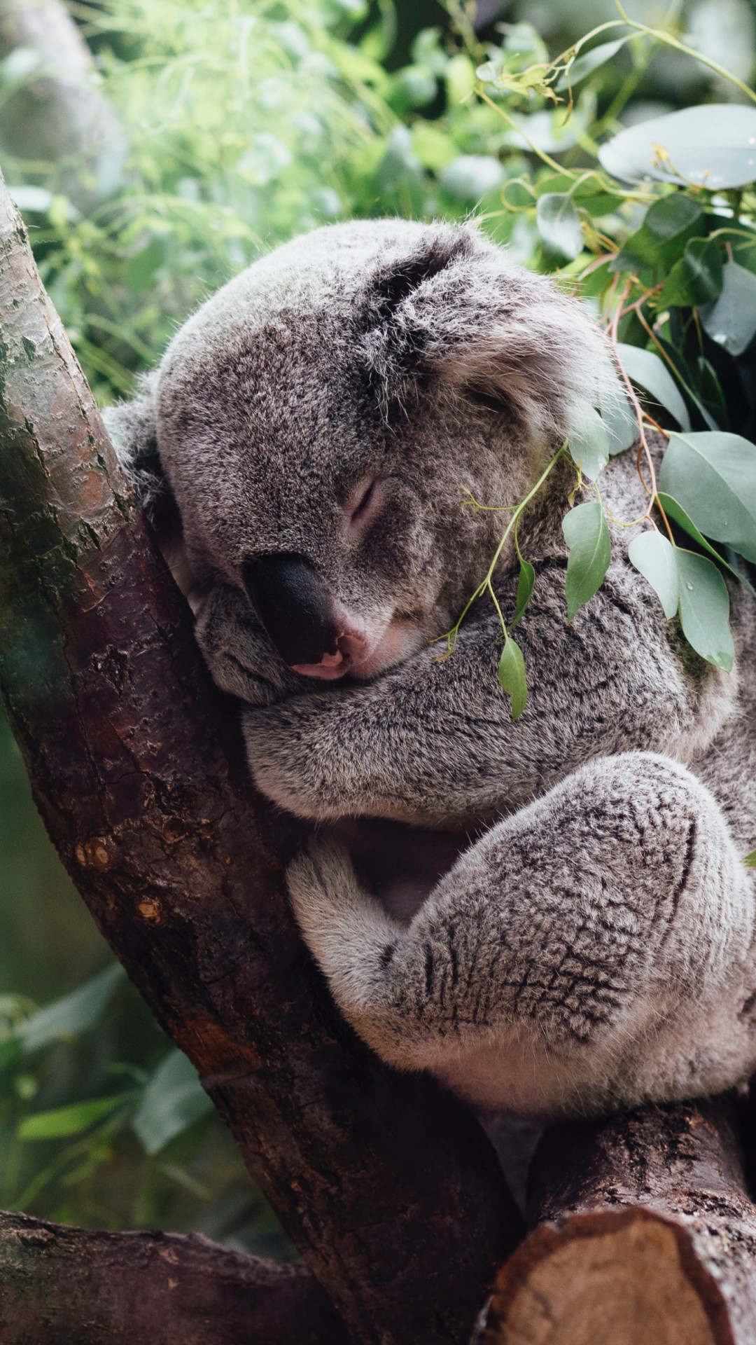 Koala bear wallpaper 1080x1920