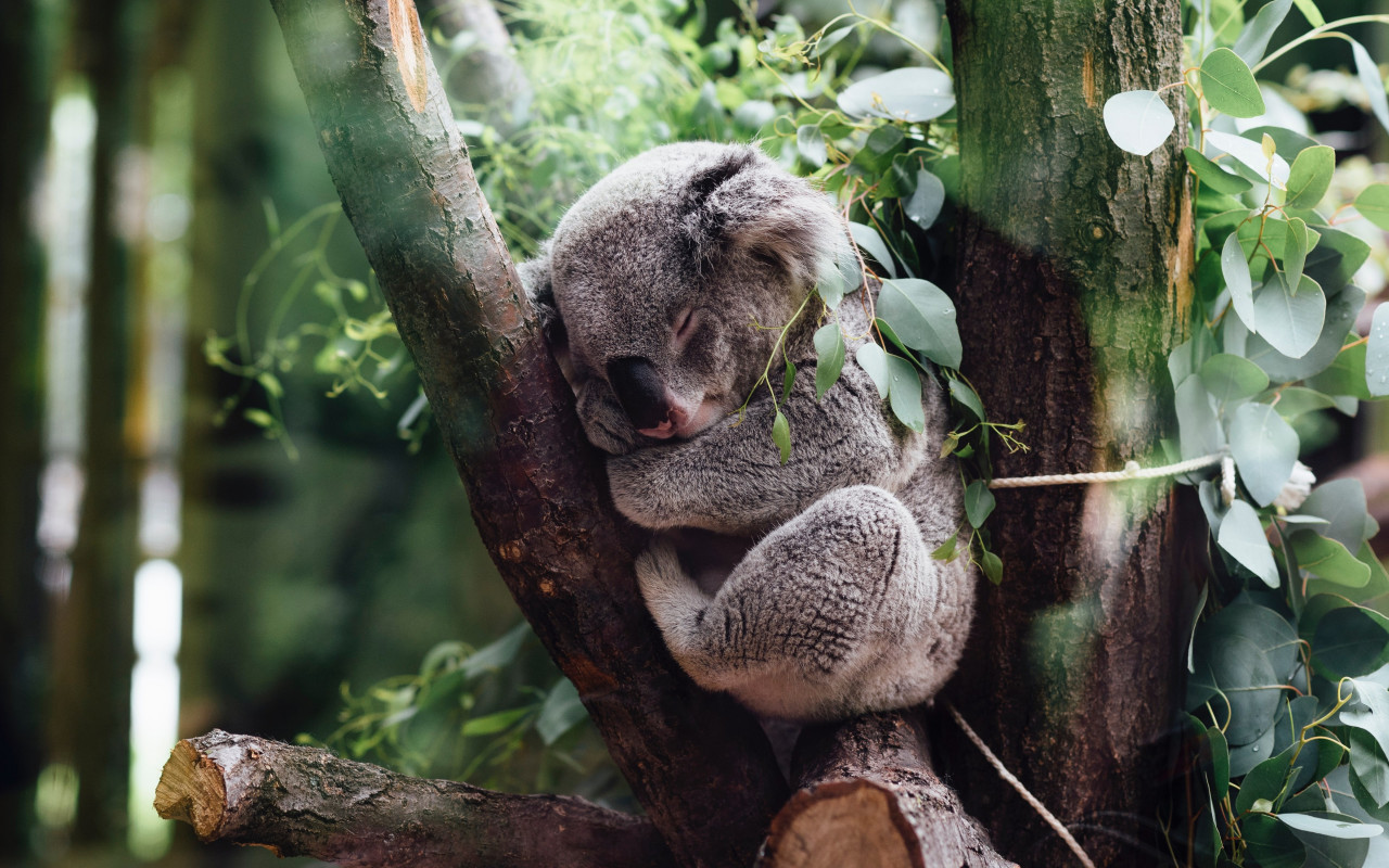Koala bear wallpaper 1280x800