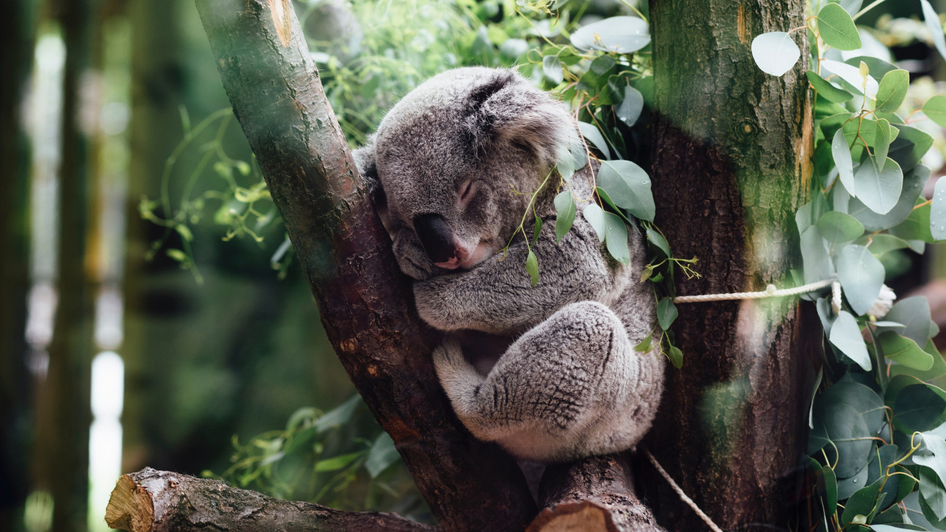 Koala bear wallpaper 1366x768