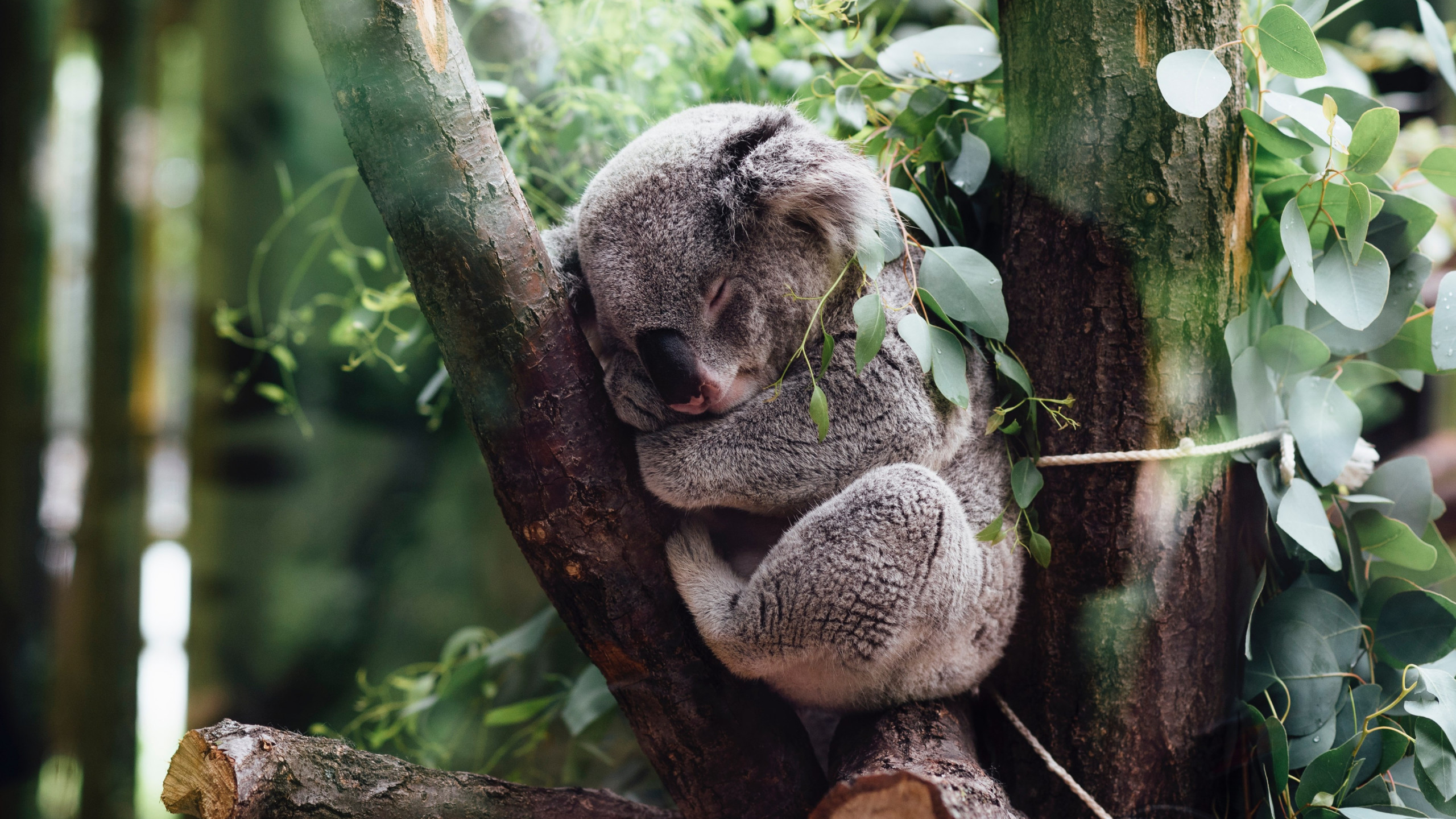 Koala bear wallpaper 2560x1440