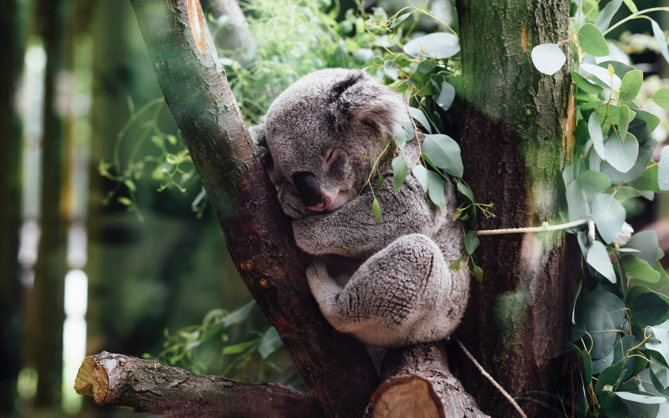 Koala bear wallpaper 2560x1600