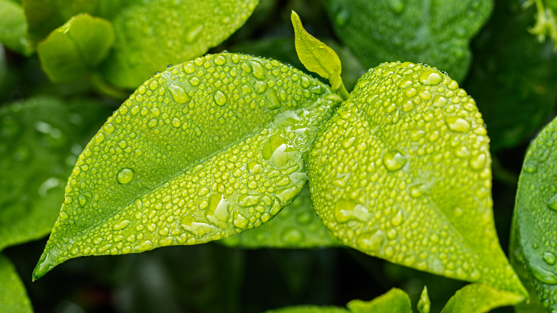 Green leaves wallpaper 1920x1080