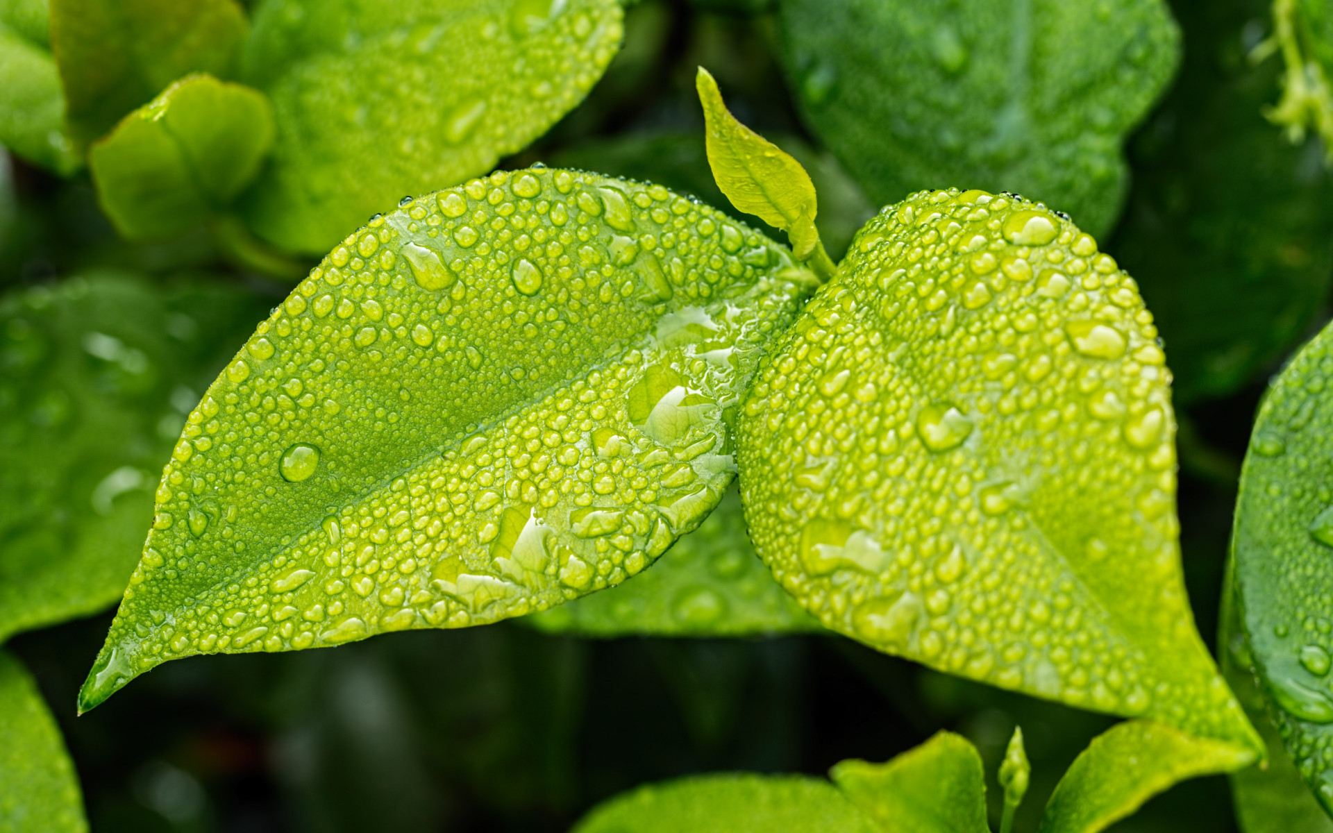 Green leaves wallpaper 1920x1200