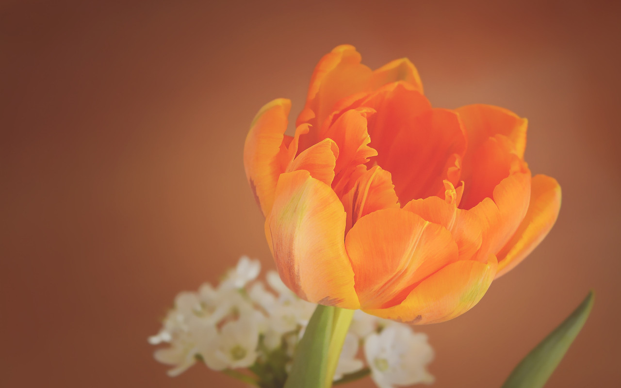 Orange tulip wallpaper 1280x800