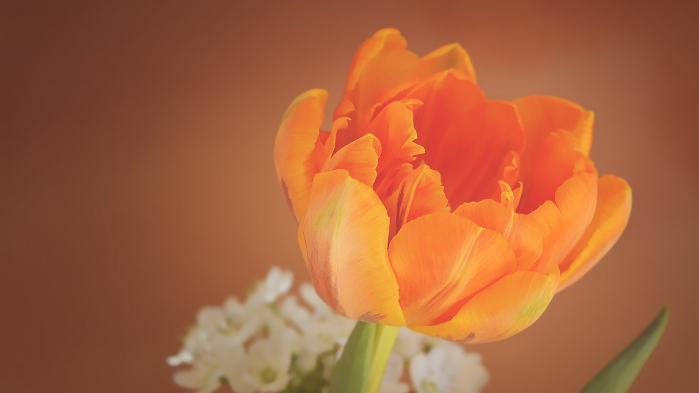 Orange tulip wallpaper 1366x768
