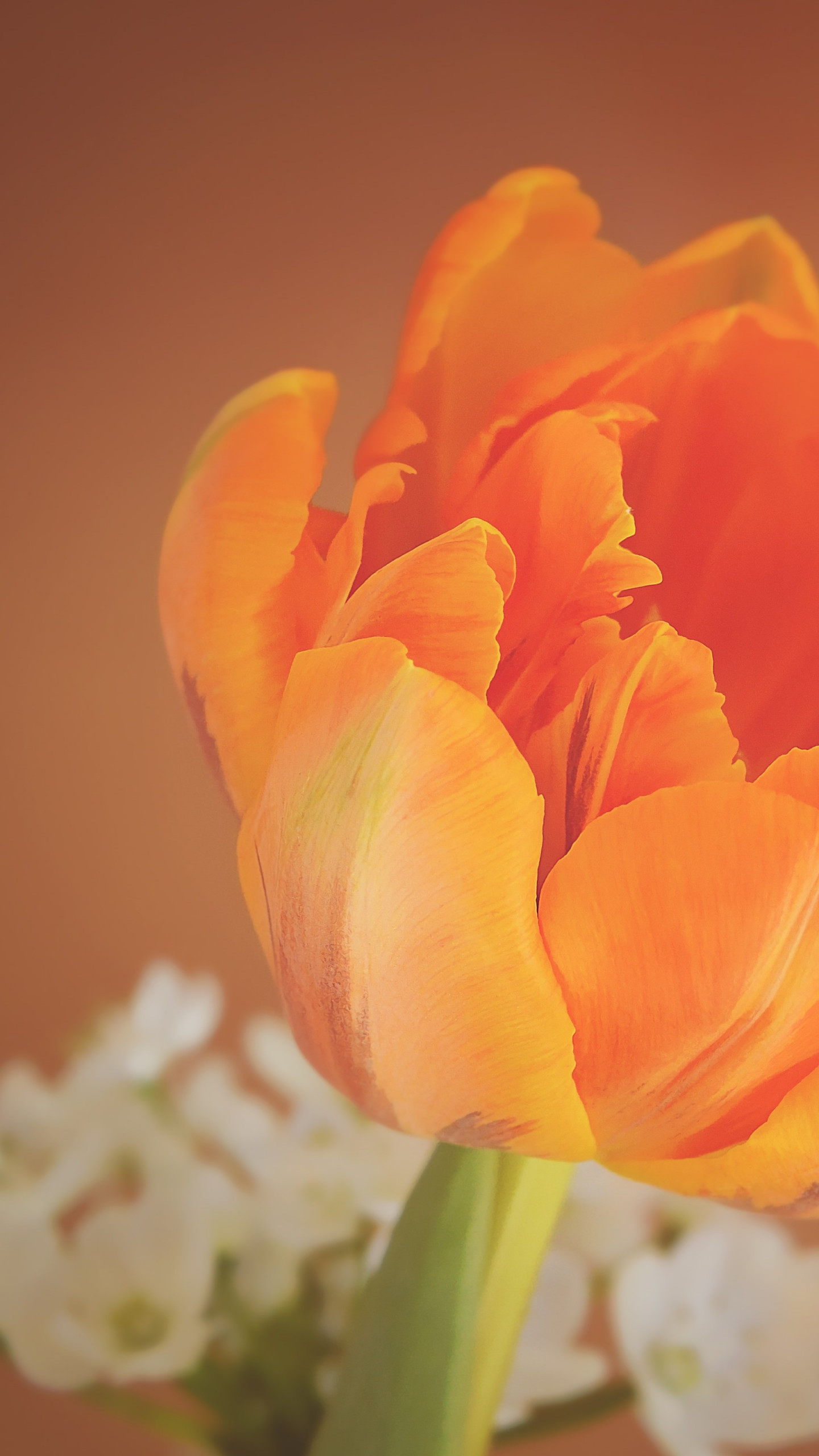 Orange tulip wallpaper 1440x2560