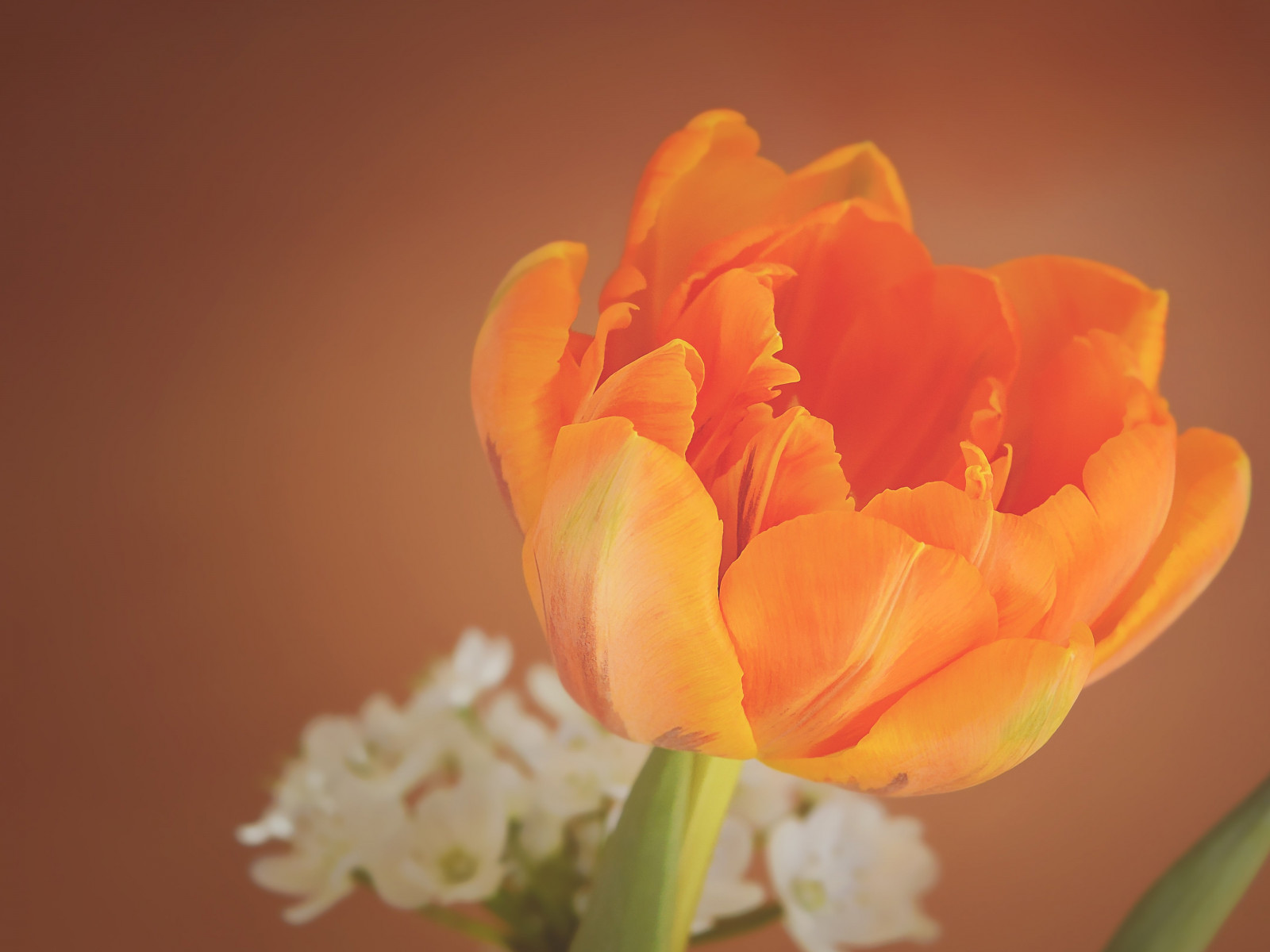 Orange tulip wallpaper 1280x960