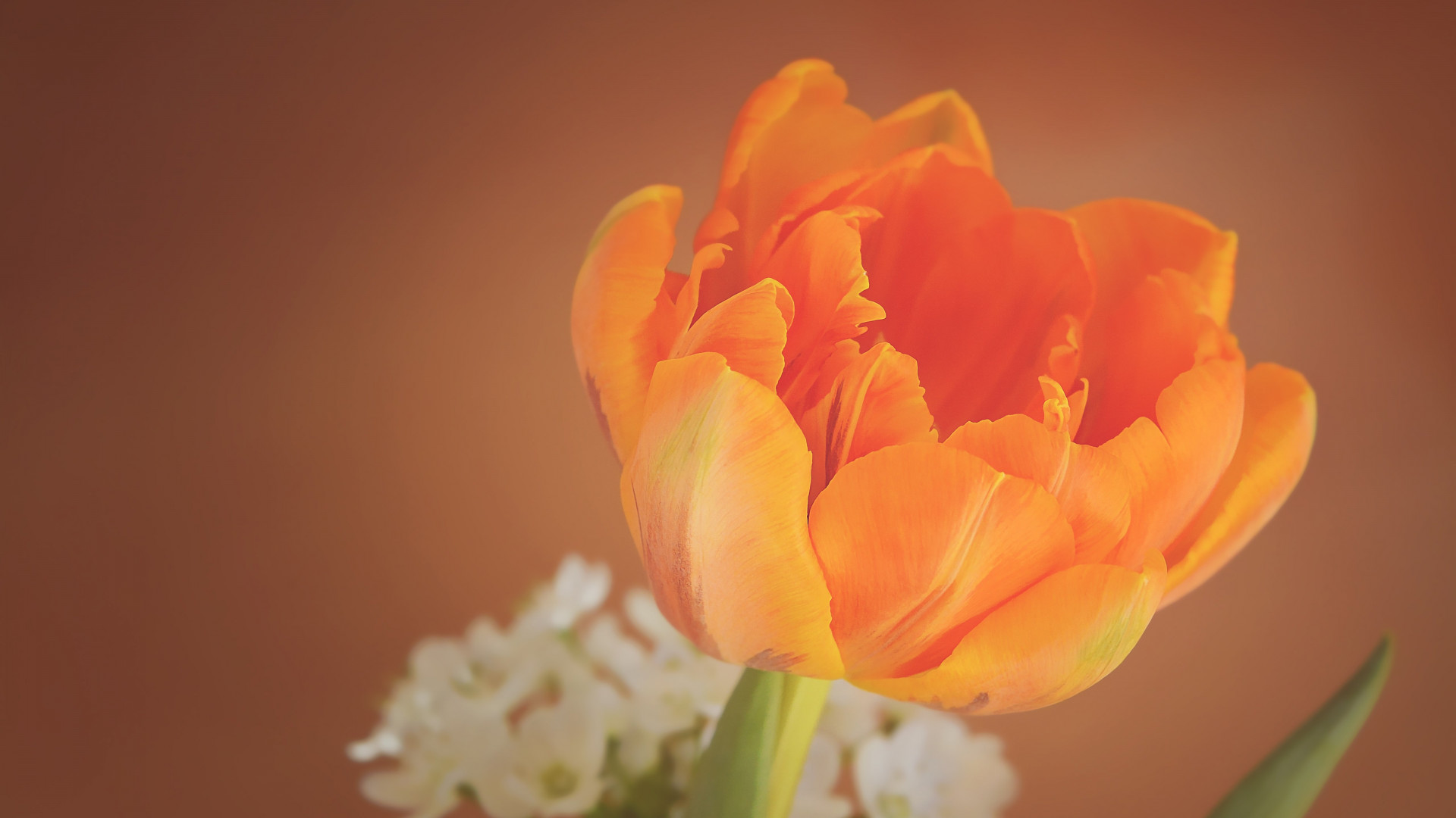 Orange tulip wallpaper 1920x1080