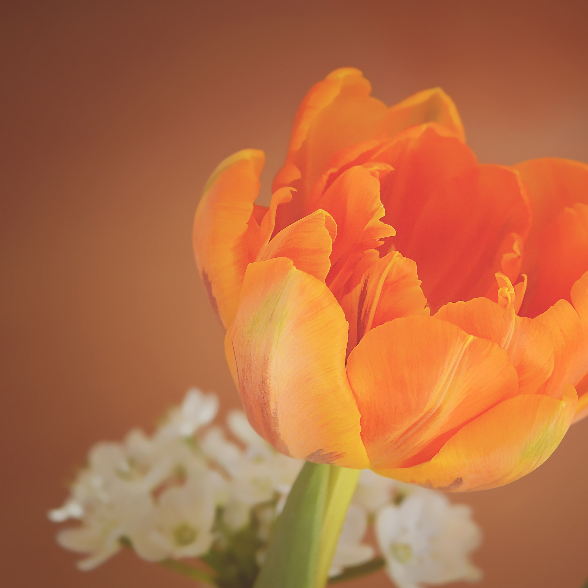 Orange tulip wallpaper 2048x2048