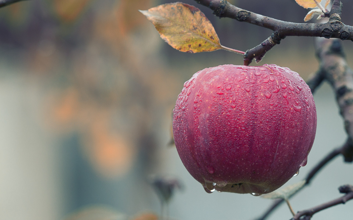 Fresh and sweet apple fruit wallpaper 1440x900