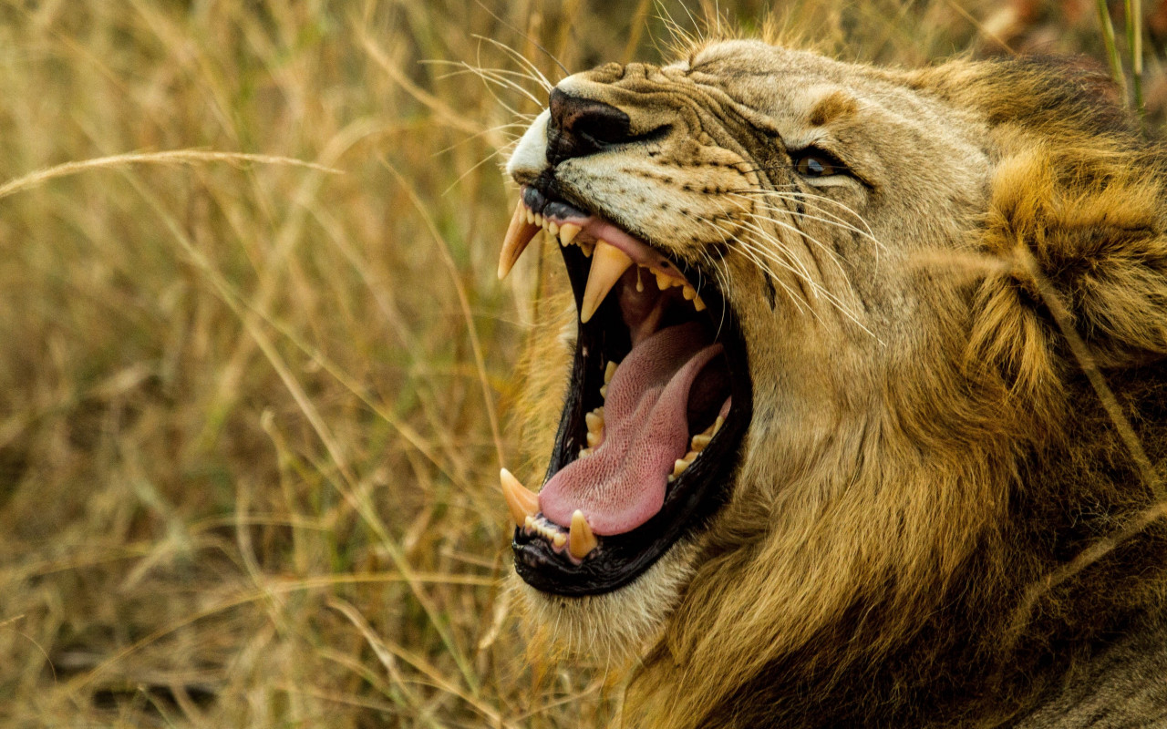 Lion king in wild Africa wallpaper 1280x800